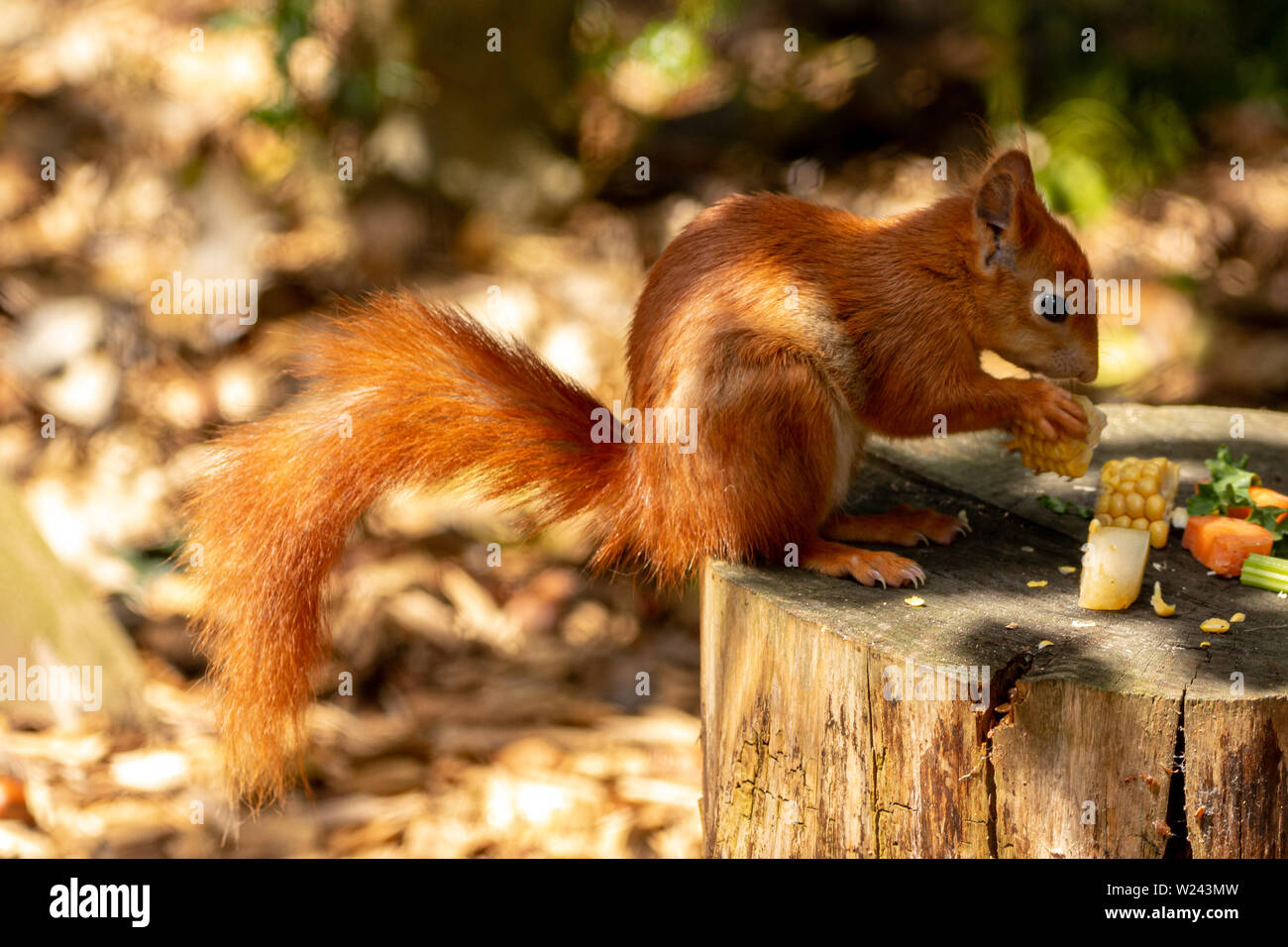 Red Squirrel (Sciurus vulgaris) seen at Pensthorpe Nature Park eating his dinner. Stock Photo