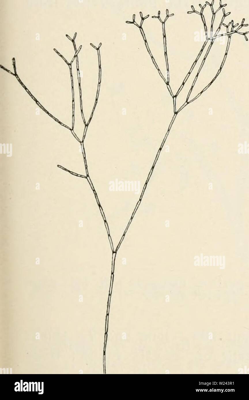 Archive image from page 202 of Dansk botanisk arkiv (1913-1981). Dansk botanisk arkiv  danskbotaniskark03dans Year: 1913-1981  F. Borgesen: Rhodophyceæ of the Danish W. Indies. 195 St. Croix: Judith Fancy (upon Turbinaria trialata) and another gather- ing from the same island without exactly known locality (upon Zonaria lobata). Geogr. Distrib.: West Indies, Red Sea, Indian Ocean, Japan etc. 2. Jania adhaerens Lamx. Lamouroux, I. V. F., Histoire des polypiers coralligénes flexibl. vulg. nommés Zoophytes, Caen 1816, p. 270. Areschoug, J. E., in J. Agardh, Spec. Alg., vol. II, pars 2, p. 559. Kü Stock Photo
