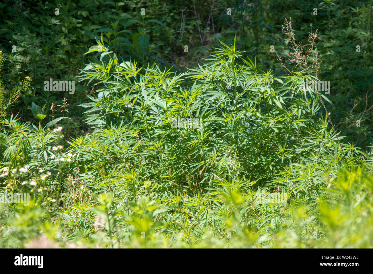 Giant Wild Marijuana Stock Photo