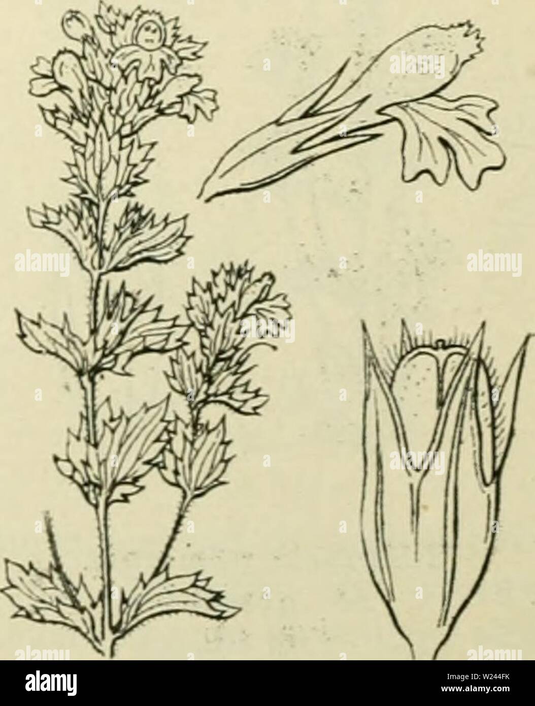 Archive image from page 204 of De flora van Nederland (1909-11). De flora van Nederland  defloravannederl03heuk Year: 1909-11.  Euphrasia lutea Fig. 223.    ') verna = voorjaars. i) nemorosa = bosch. -) littoralis = strand. •&gt;) stricta = stijf. •'') lutea = geel. Stock Photo