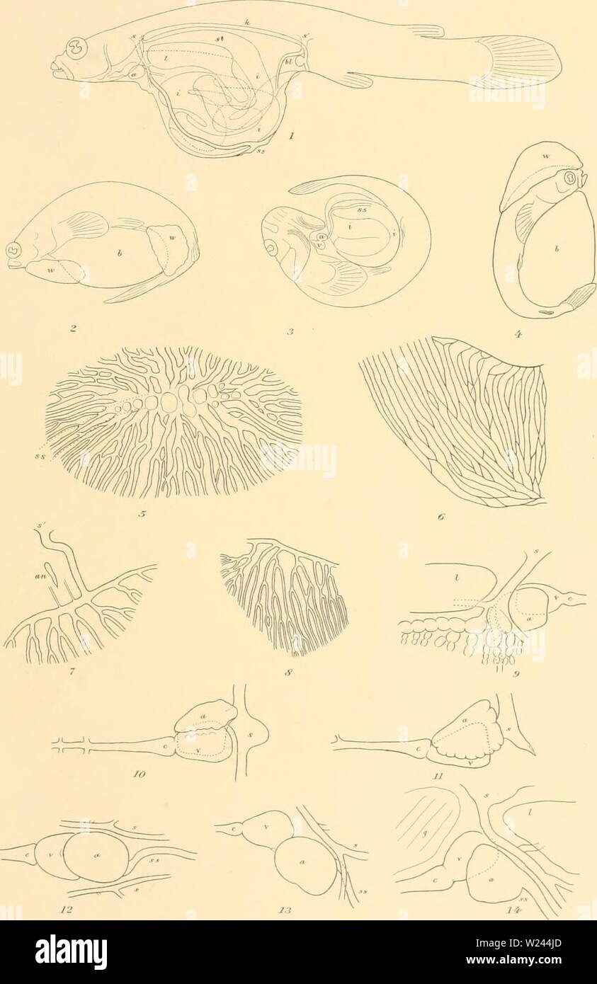 Archive image from page 204 of The cyprinodonts (1895). The cyprinodonts  cyprinodonts00garm Year: 1895  CyPRINODON'T£ Pl. M.    S.G.del BMeioeUttlt.Boston Stock Photo