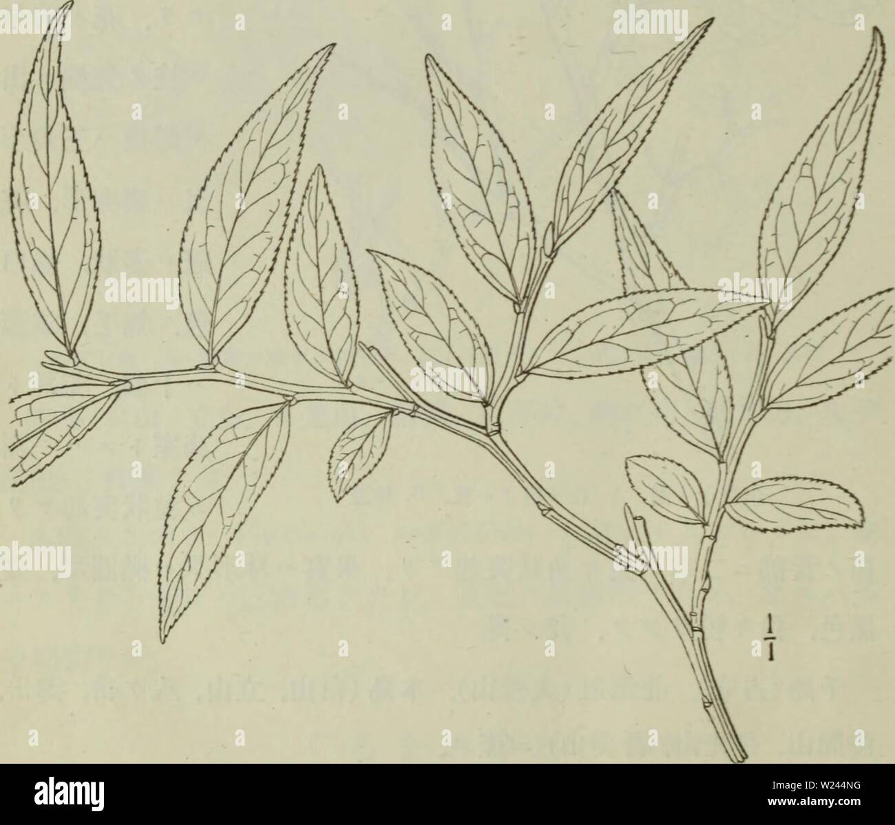 A Aºa A A A A A A A A Aµaa High Resolution Stock Photography And Images Alamy