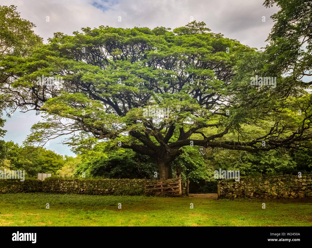 Beautiful old tree in Santa Rosa National Park in Costa Rica Stock Photo