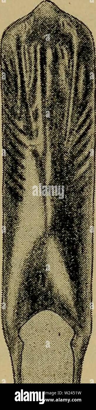 Archive image from page 206 of Danmarks fauna; illustrerede haandbøger over. Danmarks fauna; illustrerede haandbøger over den danske dyreverden..  danmarksfaunaill31dans Year: 1907  Fig. 69. Fig. 69—72. Fig. 70. &lt;'... Fig. 72. Hannens Kønsorgan, set fra Undersiden, af Haltica saliceti (Fig. 69), H. lythri (Fig. 70), H. tamaricis (Fig. 71) og H, quercetorum (Fig. 72). dybt Indtryk, der ved Spidsen er bredt og mod Roden stærkt tilsmalnet, og som paa hver Side begrænses af en høj Køl; disse Køle, der mod Roden konvergerer stærkt, begrænses udadtil af et Længdeindtryk, der strækker sig til Side Stock Photo