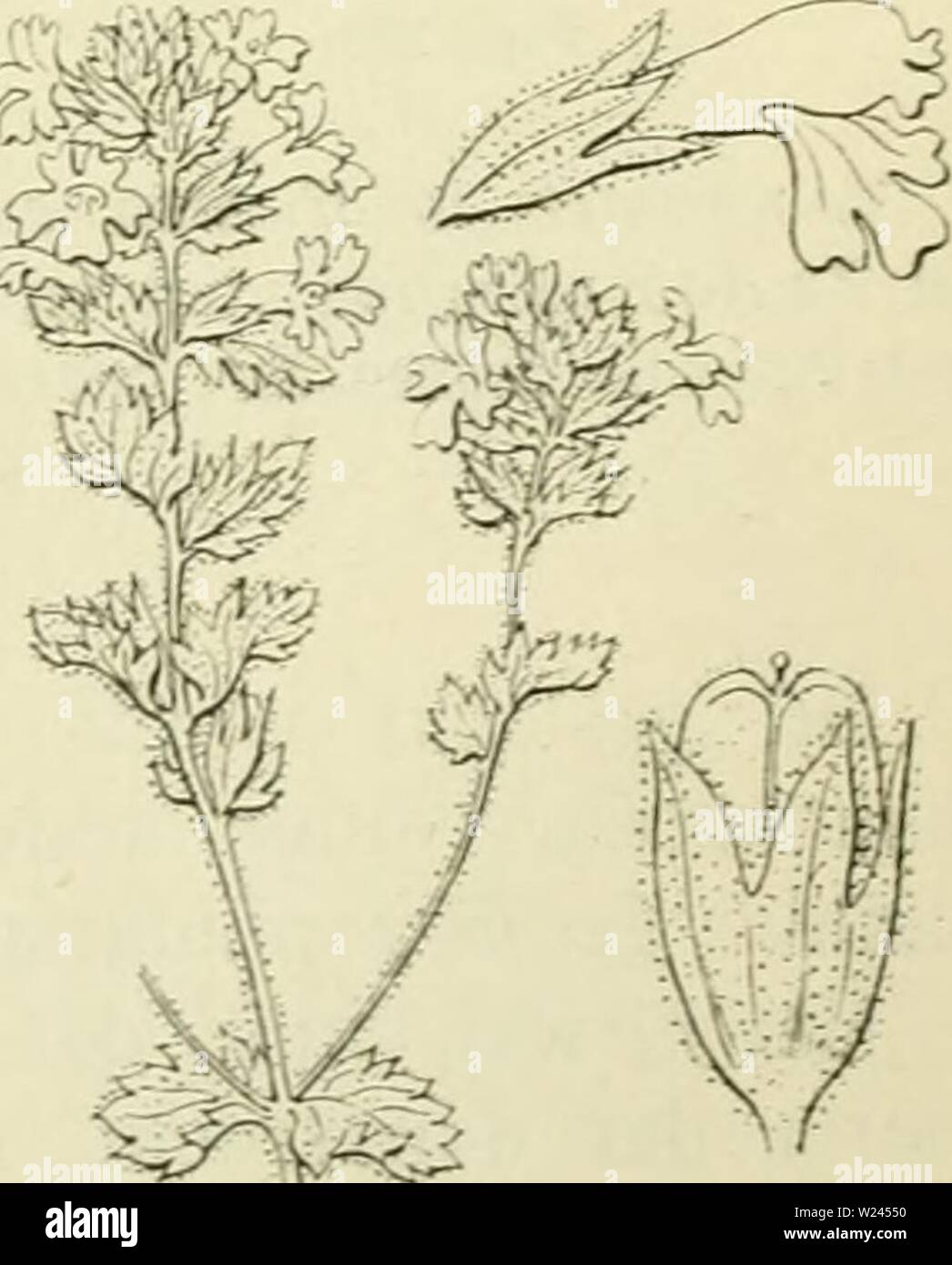 Archive image from page 206 of De flora van Nederland (1909-11). De flora van Nederland  defloravannederl03heuk Year: 1909-11.  Euphrasia nemorosa Fig. 227. / bloem van voren gezien, 2 bloem van E. Rostkoviana in het begin van den bloei. a stempel, b bovenste lielft van het bovenste helmknopje, c onderste helft van het bovenste vereenigd met de bovenste helft van het onderste helm- knopje, d onderste helft van het onder- ste helmknopje, e stijl. meestal violette strepen , die naar den geel gevlekten voet der lip sameiiloopen De kleine bloemen dezer soort (fig. 227) zijn echter in tegenstelling Stock Photo
