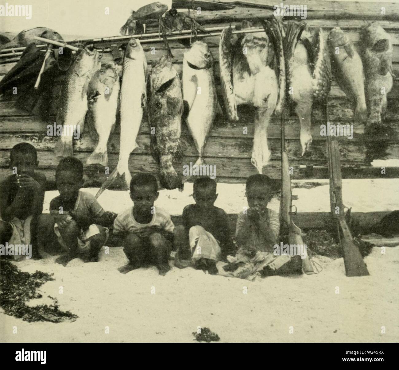 Archive image from page 208 of Dahlak with the Italian National. Dahlak: with the Italian National Underwater Expedition in the Red Sea  dahlakwithitalia00rogh Year: 1957  26. A day's catch at Dissei. The third fish from the left is a 'cefalone this is followed by a grouper, a tunny fish, two Arabian bustard, a fish belonging to the family of Phectorhynchidae (the second fish in the row belongs to the same family), and a grouper; the first fish in the row is a bream. Above the 'cefalone's' muzzle is a box fish. 27. A rare, brightly coloured, coral fish. Stock Photo