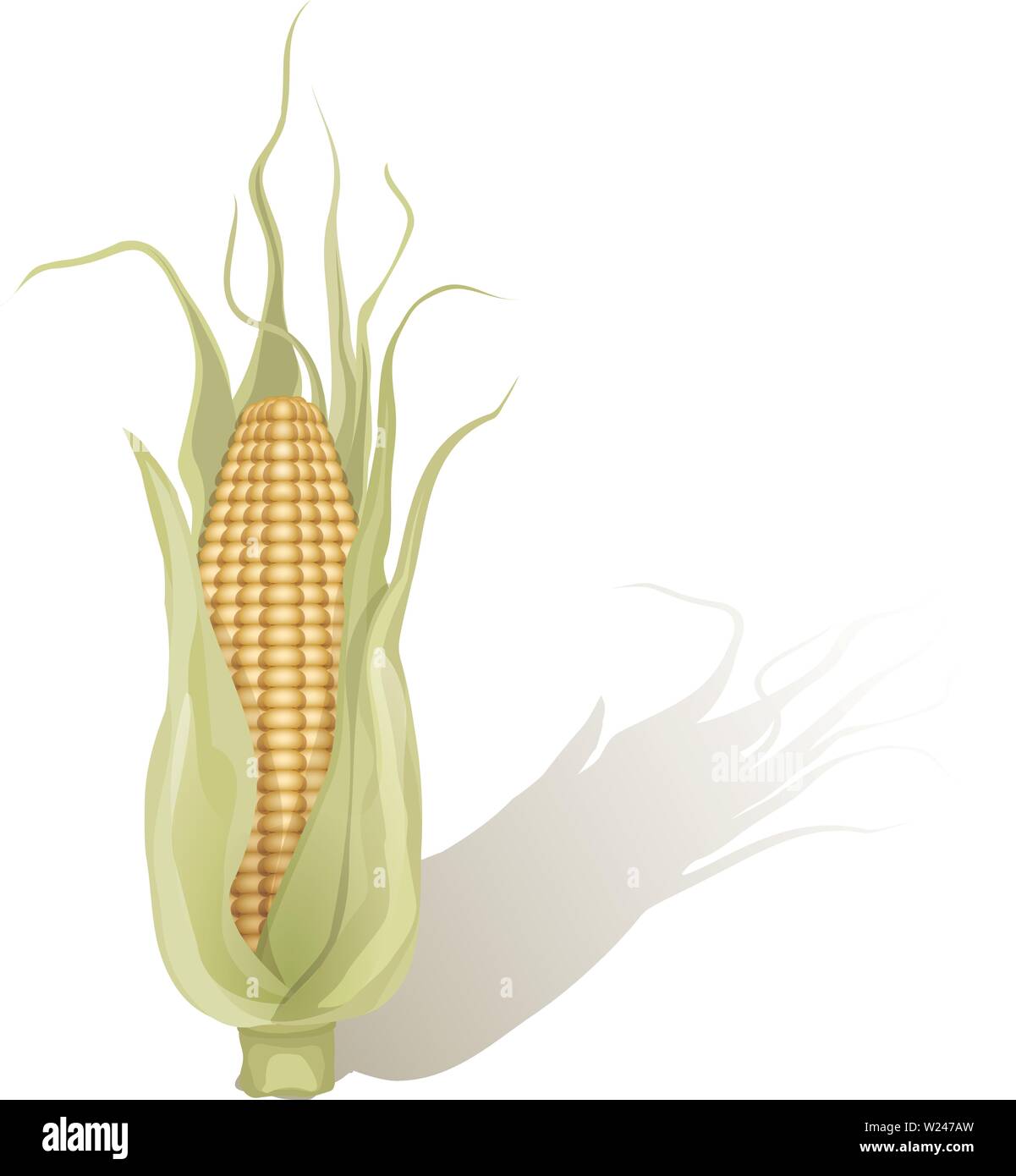 Ripe corn vector vectors hi-res stock photography and images - Alamy