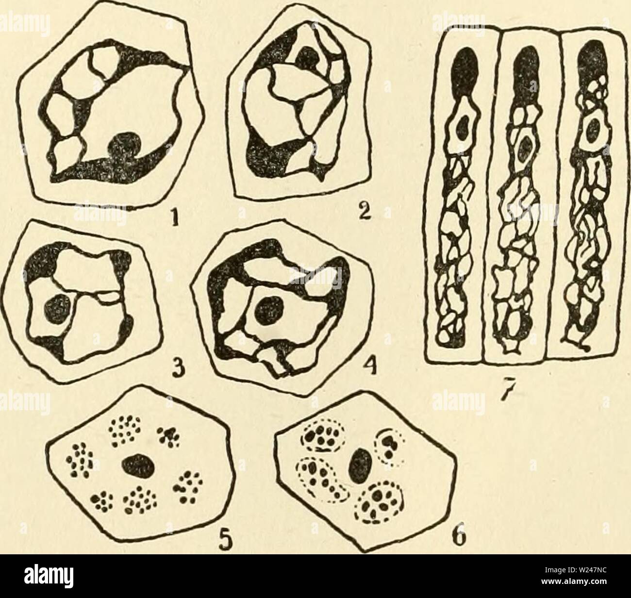 Archive image from page 213 of The cytoplasm of the plant Stock Photo