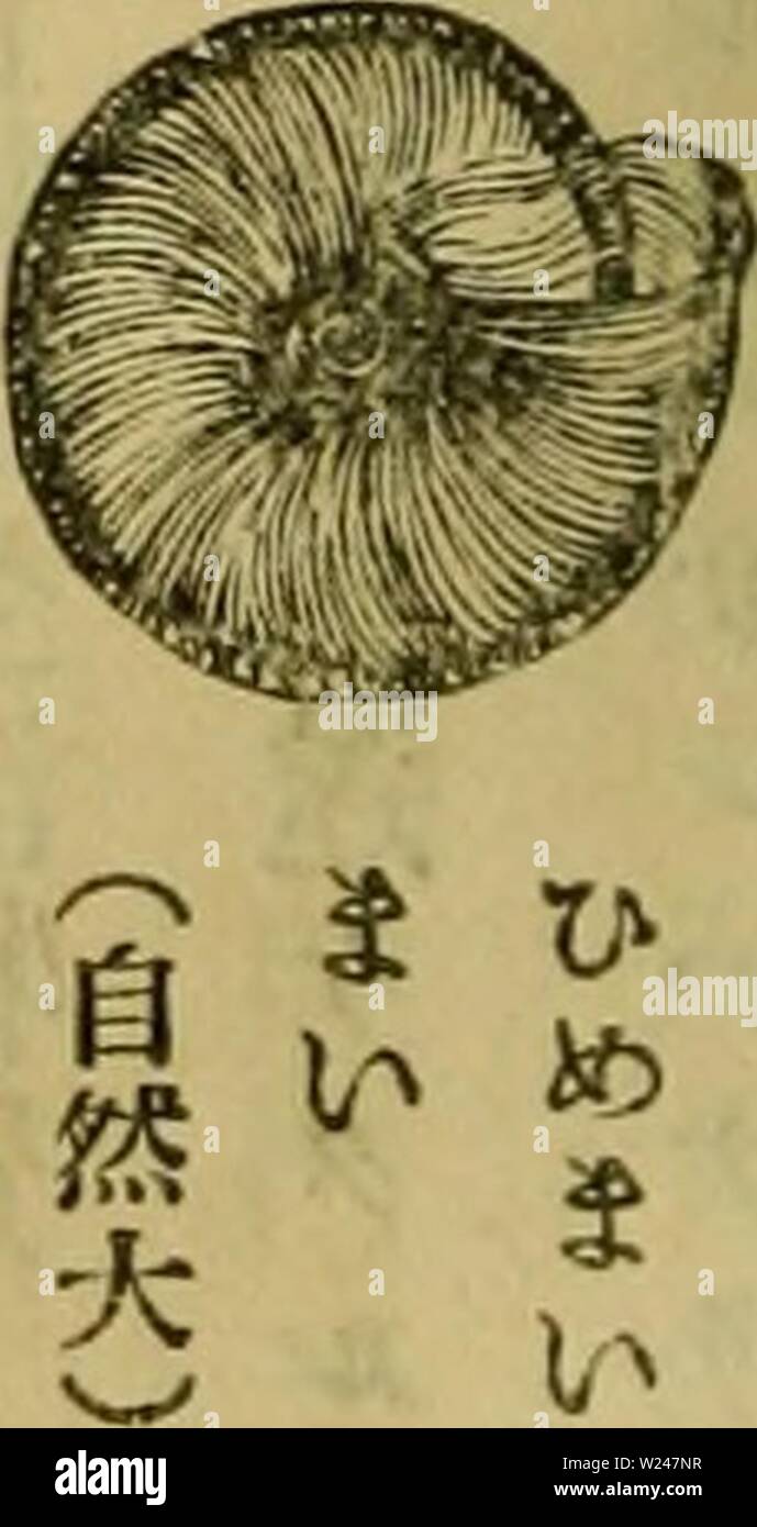 Archive image from page 213 of Dbutsugaku zasshi (1889) Stock Photo