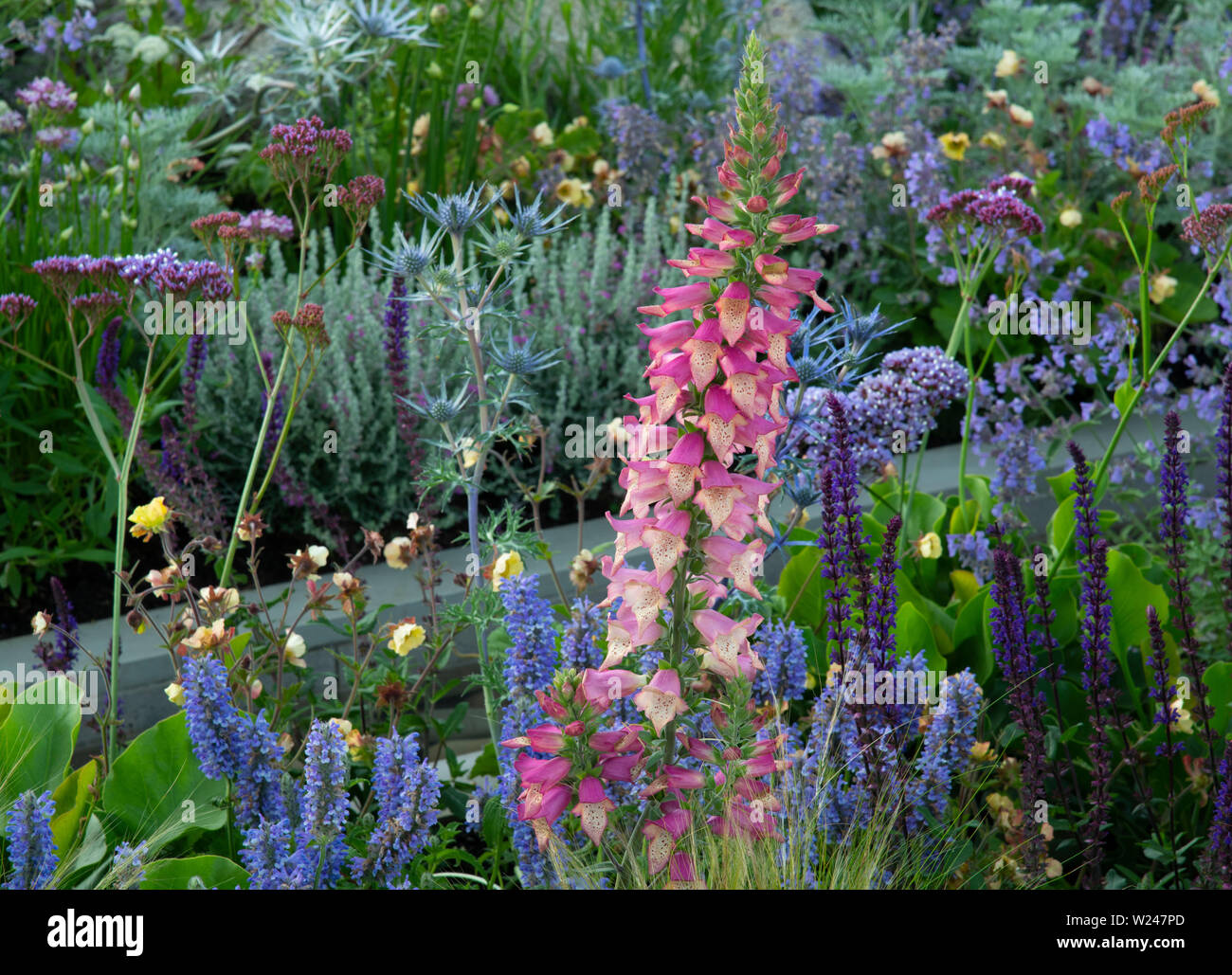 Digitalis ‘Firebird’ surrounded by Salvia and Eryngium in the Viking Cruises Lagom Garden, a show garden at the Hampton Court Palace Garden Festival, Stock Photo