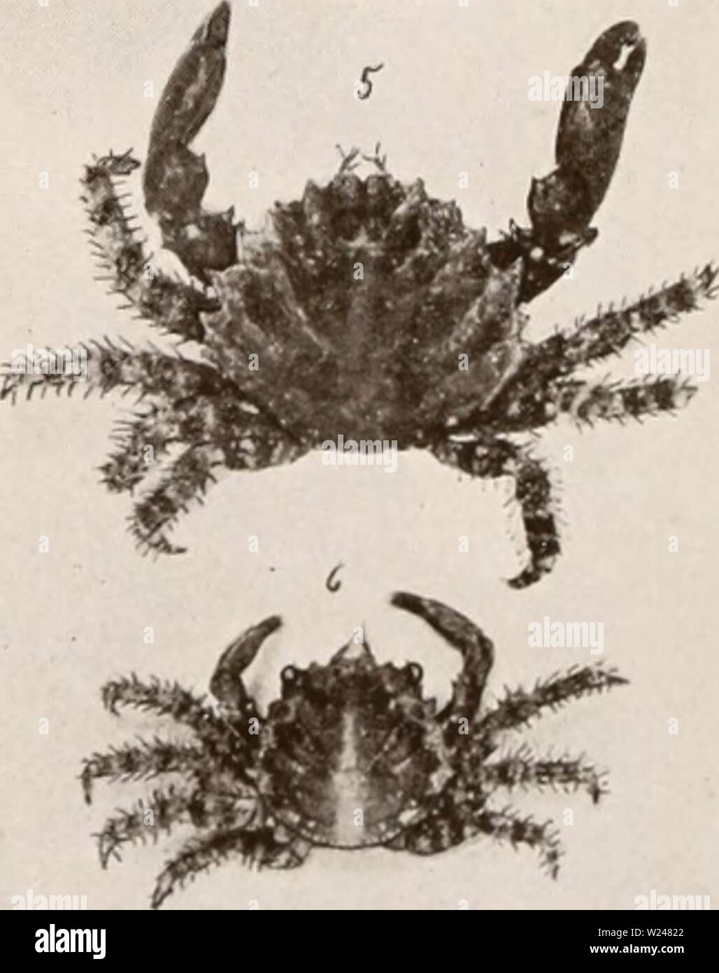 Archive image from page 214 of Decapod crustacea of Bermuda (1908-1922). Decapod crustacea of Bermuda  decapodcrustacea00verr Year: 1908-1922  . Epialtus bititberculatus; '2. MHIim.r hisi&gt;i. Chon'mm )u-rs; 4, o, 6. Mithrax ts, li irs u t i})es. Stock Photo