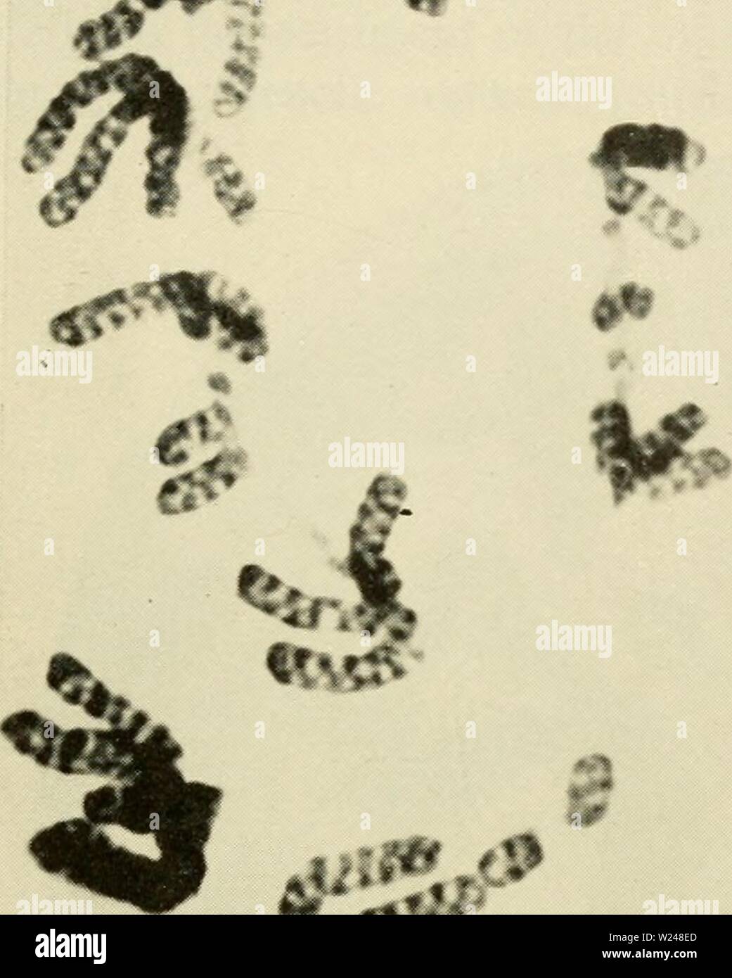 Interphase hi-res stock photography and images - Alamy