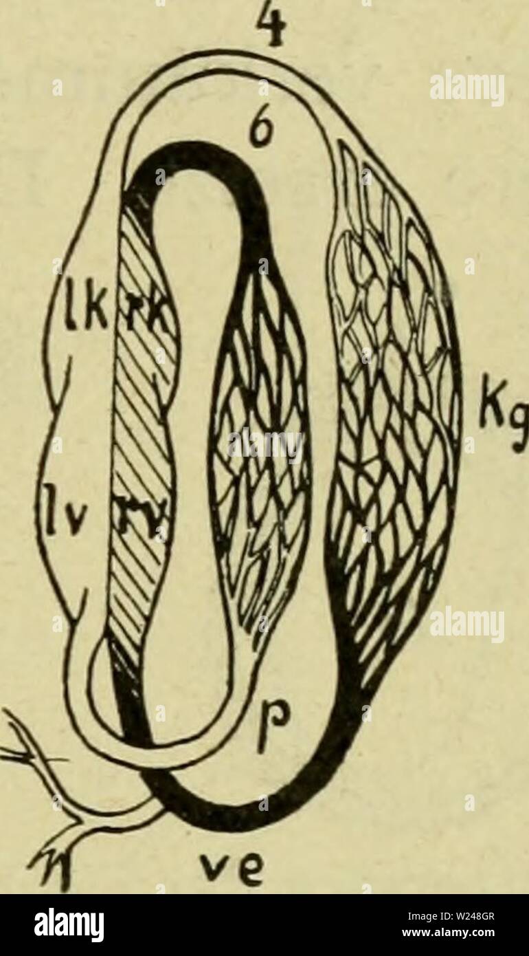 Archive image from page 216 of Das Leben unserer heimischen Lurche. Das Leben unserer heimischen Lurche und Kriech Tiere im Kreislaufe eines Jahres  daslebenunsererh00knau Year: 1905  Abb. 42. Schema des Kreis- Abb. 43. Schema des Kreis- laufes eines Fisches. laufes der höheren Zehentiere. V Vorhof des Herzens, durch Klappen von der Herzkammer getrennt, Iv, rv linker und rechter Vorhof, Ik, rk linke und rechte Herzkammer, ki Kiemen, 4 Aortenbogen, 6 letzter Aortenbogen (Abb. 42) und Lungen- arterie (Abb. 43), p Lungenvene, kg Körpergefäße, ve Venenstämme, d Darm, c Chylusgefäße, 1 Lymphgefäße. Stock Photo