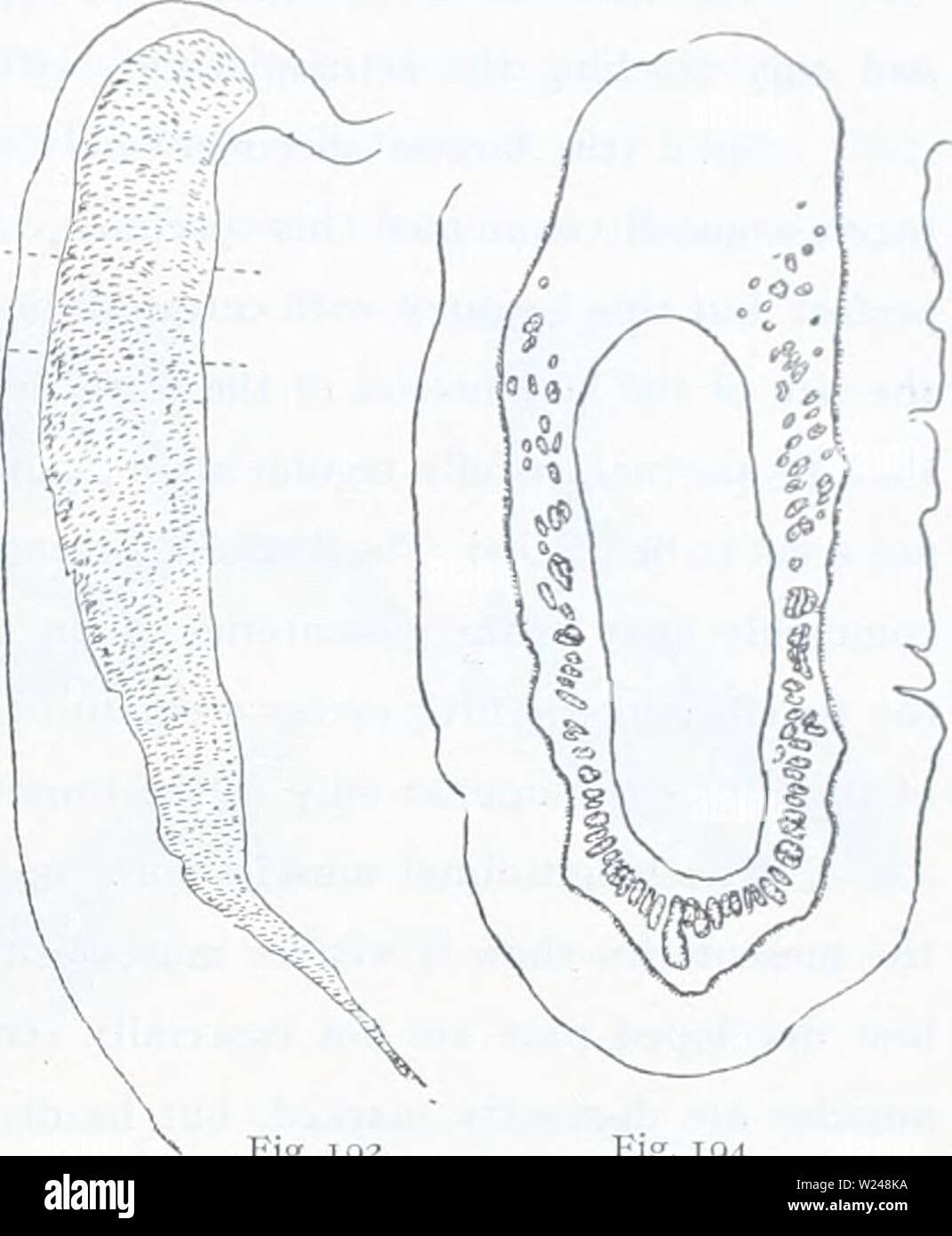 Archive image from page 216 of The Danish Ingolf-expedition (1899-1953). The Danish Ingolf-expedition  danishingolfex5cpt9daniuoft Year: 1899-1953  ACTINIARIA 203    Fig. ig2 Fig. 19.1 number of tentacles is about 96 (6 + 6 + 11 + 24 + 48), the inner are many times larger than the outer. Sometimes the tentacles are indistinctly longitudinally sulcated. The oral disc is wide, its larger part has no tentacles. It is provided with indistinct radial furrows, corresponding to the insertions of the mesenteries. Actinopharynx is of ordinary length, irregularly wrinkled and provided with 2 deep siphon Stock Photo