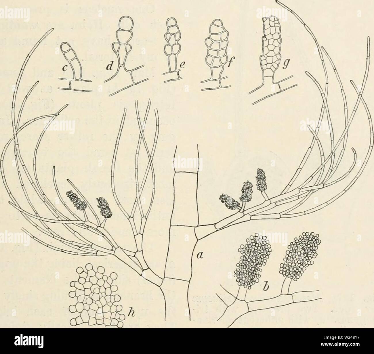 Rhizoids hi-res stock photography and images - Alamy