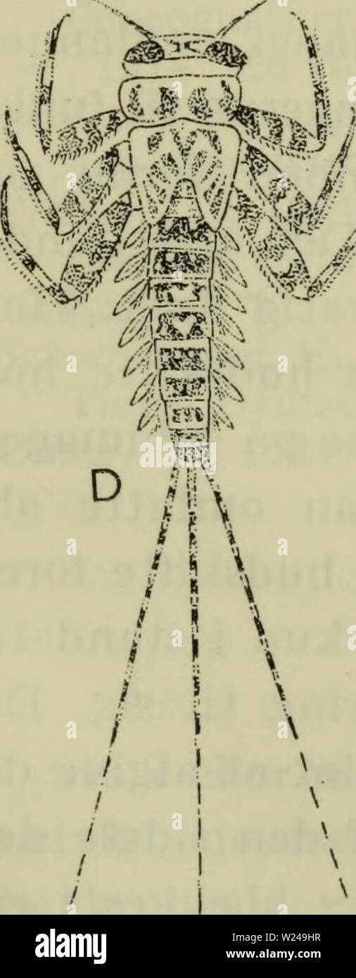 Archive image from page 220 of Danmarks fauna; illustrerede haandbøger over. Danmarks fauna; illustrerede haandbøger over den danske dyreverden..  danmarksfaunaill71dans Year: 1907  i     A / '- 4mJ iååJ -&lt;'. 'Pi ' fevvH tci M mK  i 'i=' F /  / 1 Fig. 79. Døgnfluelarver. A Baétis sp.; B Ephemera vulgata; G Si- phlonurus aestivalis; D Heptagenia sulphurea; E Ephemerella ignita; F Leptophlebia vespertina; G Caenis sp. Stock Photo