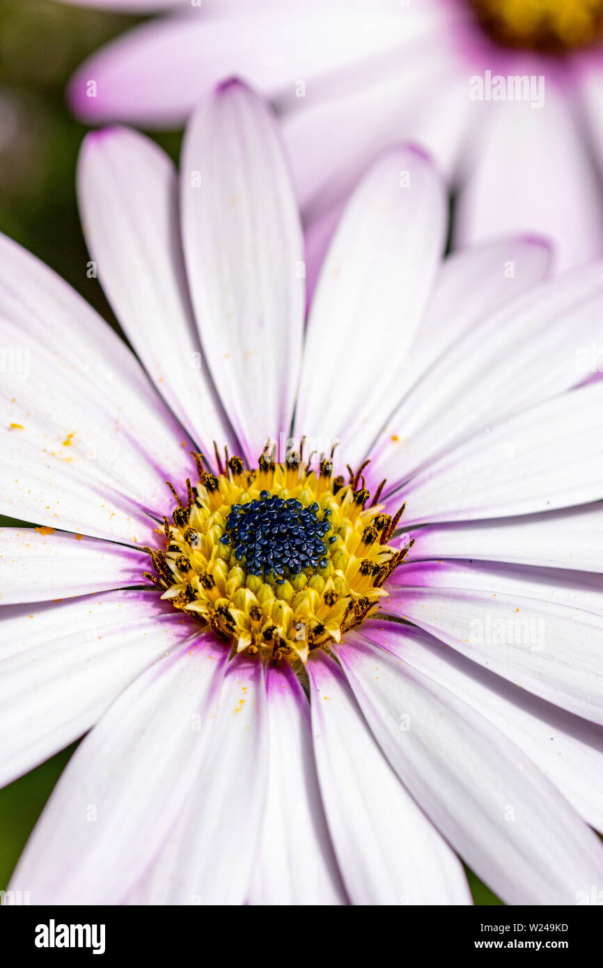 Pink purple tinged white leaves of the African Daisy (Osteospermum jucundum) Stock Photo