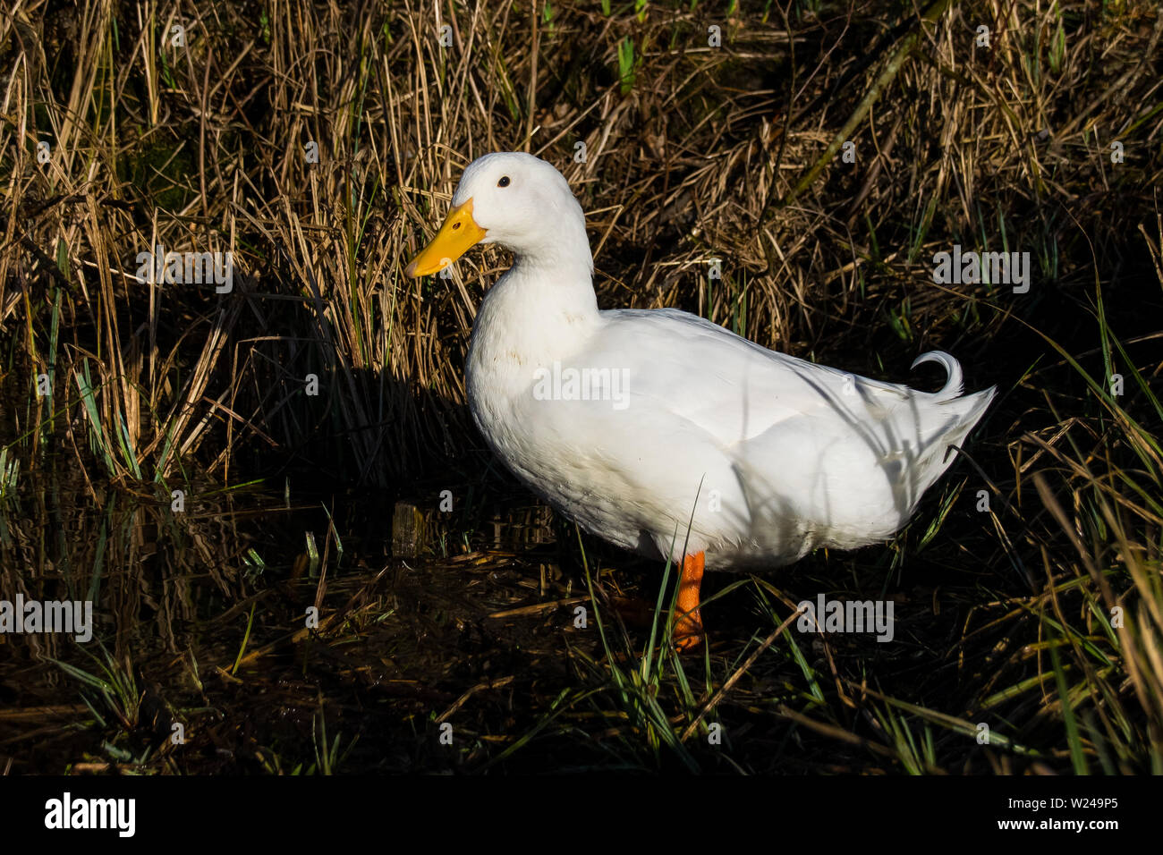 Portrait of a male drake Aylesbury (also known as Long Island, American Pekin or Pekin) duck in low level sunlight Stock Photo