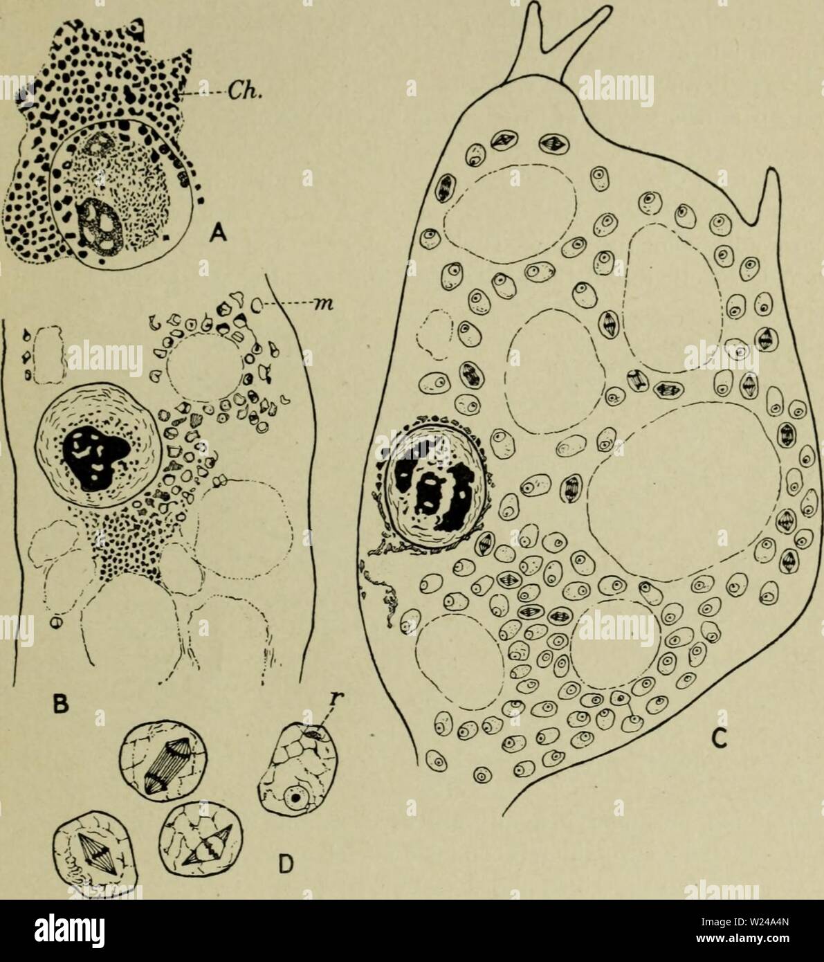 Archive image from page 222 of Cytology, with special reference to. Cytology, with special reference to the metazoan nucleus  cytologywithspec00agar 0 Year: 1920  vii CHROMIDIA IN PROTISTA 207 Another example of multiplication of nuclei by chromidia formation alternating with multiplication by mitotic division, though attended by more complications, is afforded by Arcella (Fig. 88), the life history of    Fig. 87. Stages in the formation of macrogametes in Mastigella vitrea. (After Goldschmidt, A.P.K., 1907.) A, macrogametocyte nucleus surrounded by extruded chromidia. B, a later stage. As the Stock Photo