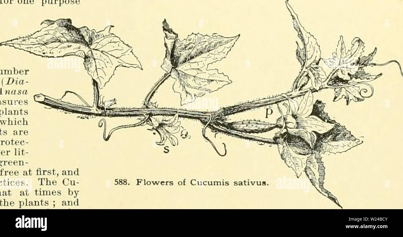 Archive image from page 226 of Cyclopedia of American horticulture, comprising. Cyclopedia of American horticulture, comprising suggestions for cultivation of horticultural plants, descriptions of the species of fruits, vegetables, flowers and ornamental plants sold in the United States and Canada, together with geographical and biographical sketches, and a synopsis of the vegetable kingdom  cyclopediaofamer02bail Year: 1906  CUCUMBER CUCUMIS 407 West India Gherkin. Cucumis Anguria: Figs. 590, 591. Vines small and slender, somewhat resembling a slender water- melon plant; fr. very abundant, sm Stock Photo