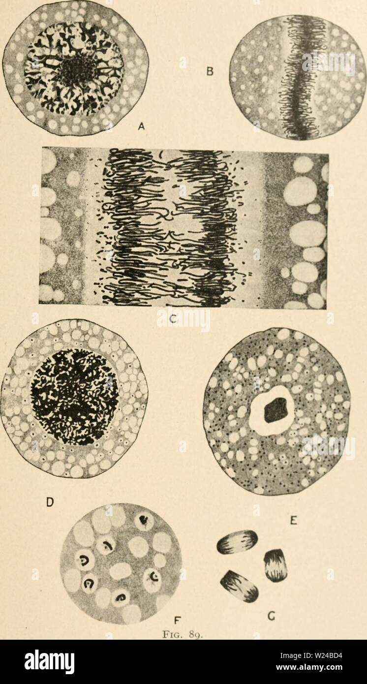 Archive image from page 226 of Cytology, with special reference to. Cytology, with special reference to the metazoan nucleus  cytologywithspec00agar Year: 1920  VII POLYPLOID NUCLEI IN PROTISTA 211     Nuclear multiplication in A ulacanlha. (Borgert. Z.J.A., looi, and .-1 .P.K.. 1909.) A-C, stages m the division of the primary nucleus during binary fission of the animal ; DC prchmmary stage's in gamete (ormatitMi. A, resting nucleus ; B, mitosis, equatorial plate ; C. portion ot .111 anaphase shown on a larspr sc air ; U, formation of secondary nuclei (the little dark specks in the cytoplasm) Stock Photo