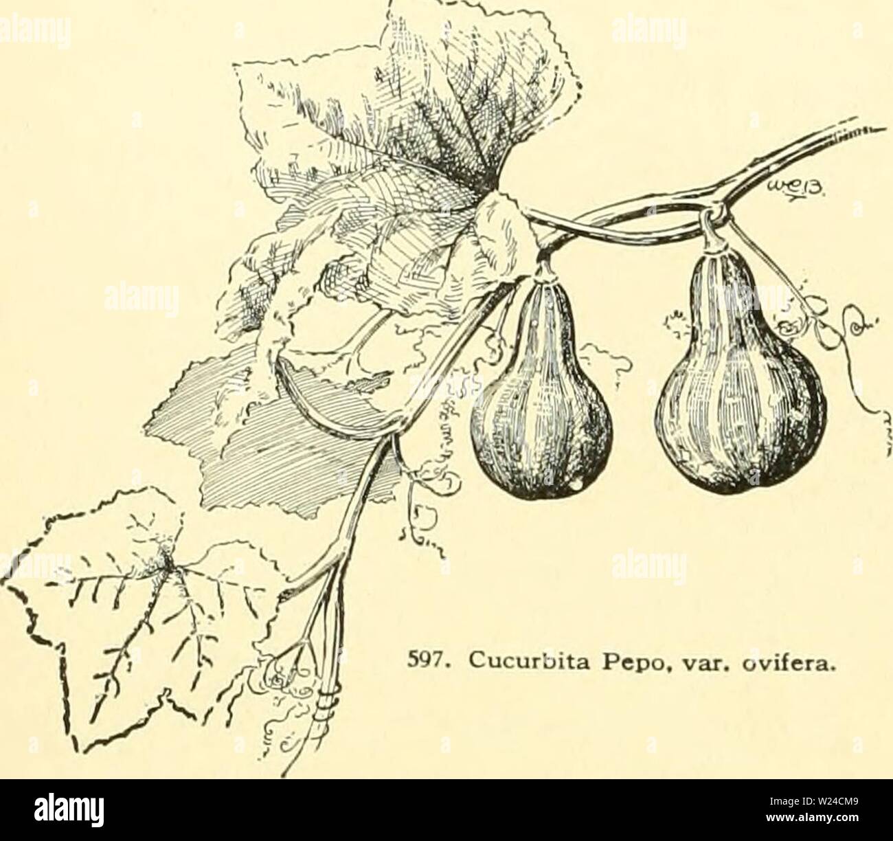 Archive Image From Page 229 Of Cyclopedia Of American Horticulture Comprising Cyclopedia Of American Horticulture Comprising Suggestions For Cultivation Of Horticultural Plants Descriptions Of The Species Of Fruits Vegetables Flowers And Ornamental