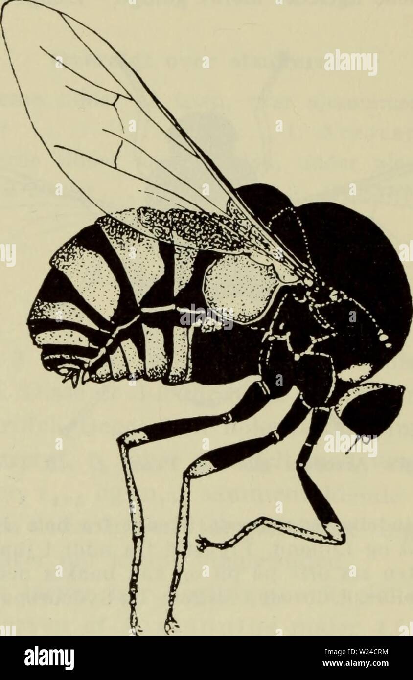 Archive image from page 229 of Danmarks fauna; illustrerede haandbøger over. Danmarks fauna; illustrerede haandbøger over den danske dyreverden..  danmarksfaunaill66dans Year: 1907  226 skråt bagud og ender blindt. De øvrige 3-4 årer ganske svage og endende blindt. Den unge larve har 2 par springbørster på bag- kroppen. Den ældre har ikke bagkroppen kugleformet    Fig. 166. Oncodes gibbosus L. $, x 8-10. (Sack). opsvulmet som hos Acrocera, men er slank og cy- lindrisk med en indsnævring et par mm bag hovedet og bagenden konisk tilspidset og opadbøjet. Længden er 6,5 mm. O. gibbosus er klækket Stock Photo