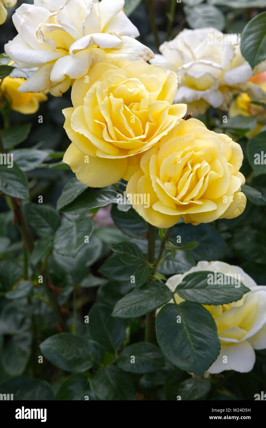 Yellow British Roses Yellow English garden rose Stock Photo - Alamy
