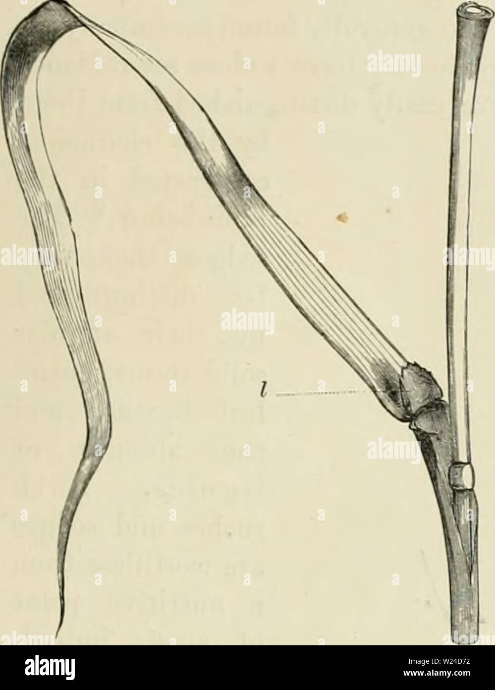 Archive image from page 230 of Dairy farming  being the. Dairy farming : being the theory, practice, and methods of dairying  dairyfarmingbein00shel Year: 1880  STRICTURK OF GRASSES. 1G3    Fig. 63.—LiGULE OK Millet, /. are three to five little Jlorets alternately arrau-'-ed on opijosite sides of the axis of the spikelet. Let one of these florets be taken from about the middle and dissected just as the spikelet has been. The outermost and Lowest scaly leaf which ap- pears to en- velop the inner parts is called the fioicerhig ///'///p;opposite to this, but at a little higher level, is an- other Stock Photo