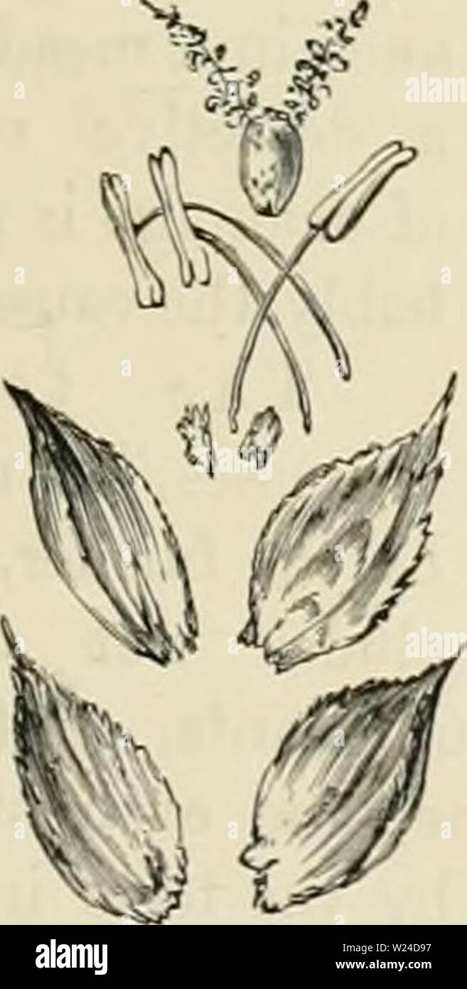 Archive image from page 230 of Dairy farming  being the. Dairy farming : being the theory, practice, and methods of dairying  dairyfarmingbein00shel Year: 1880  Fig. 63.âLiGULE OK Millet, /. are three to five little Jlorets alternately arrau-'-ed on opijosite sides of the axis of the spikelet. Let one of these florets be taken from about the middle and dissected just as the spikelet has been. The outermost and Lowest scaly leaf which ap- pears to en- velop the inner parts is called the fioicerhig ///'///p;opposite to this, but at a little higher level, is an- other scalylcaf calledthey;r/&lt;V Stock Photo