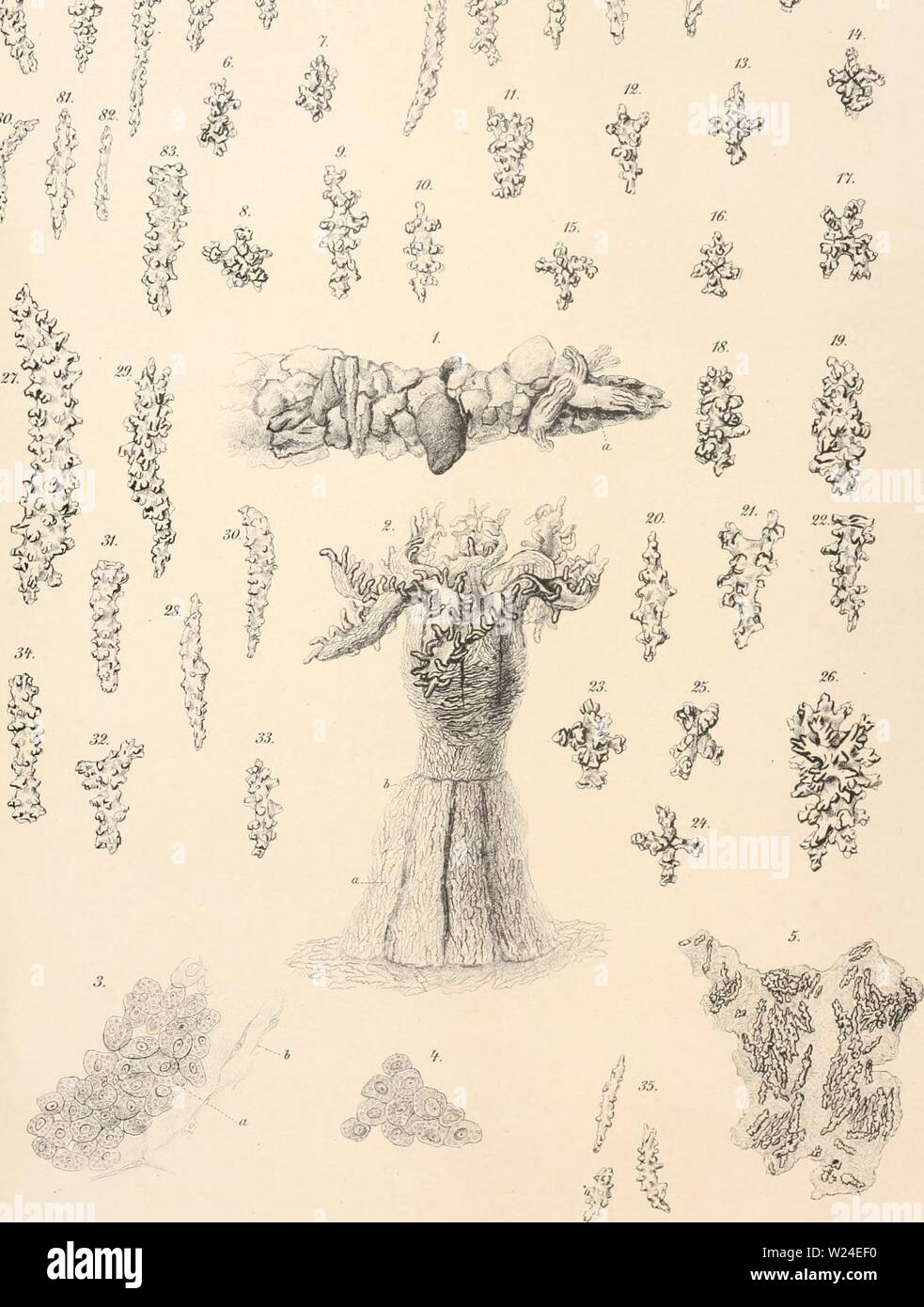 Archive image from page 234 of Den Norske Nordhavs-expedition, 1876-1878 (1880-1901) Stock Photo