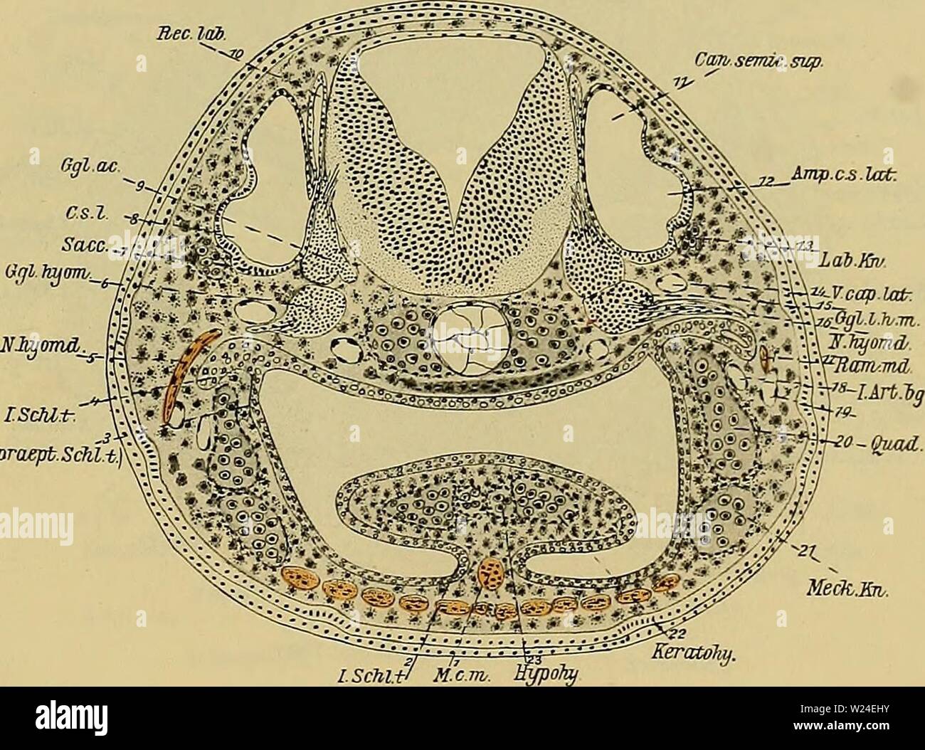 Nervus mandibularis hires stock photography and images Alamy