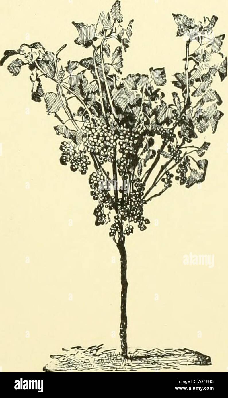 Archive Image From Page 238 Of Cyclopedia Of American Horticulture Comprising Cyclopedia Of American Horticulture Comprising Suggestions For Cultivation Of Horticultural Plants Descriptions Of The Species Of Fruits Vegetables Flowers And Ornamental
