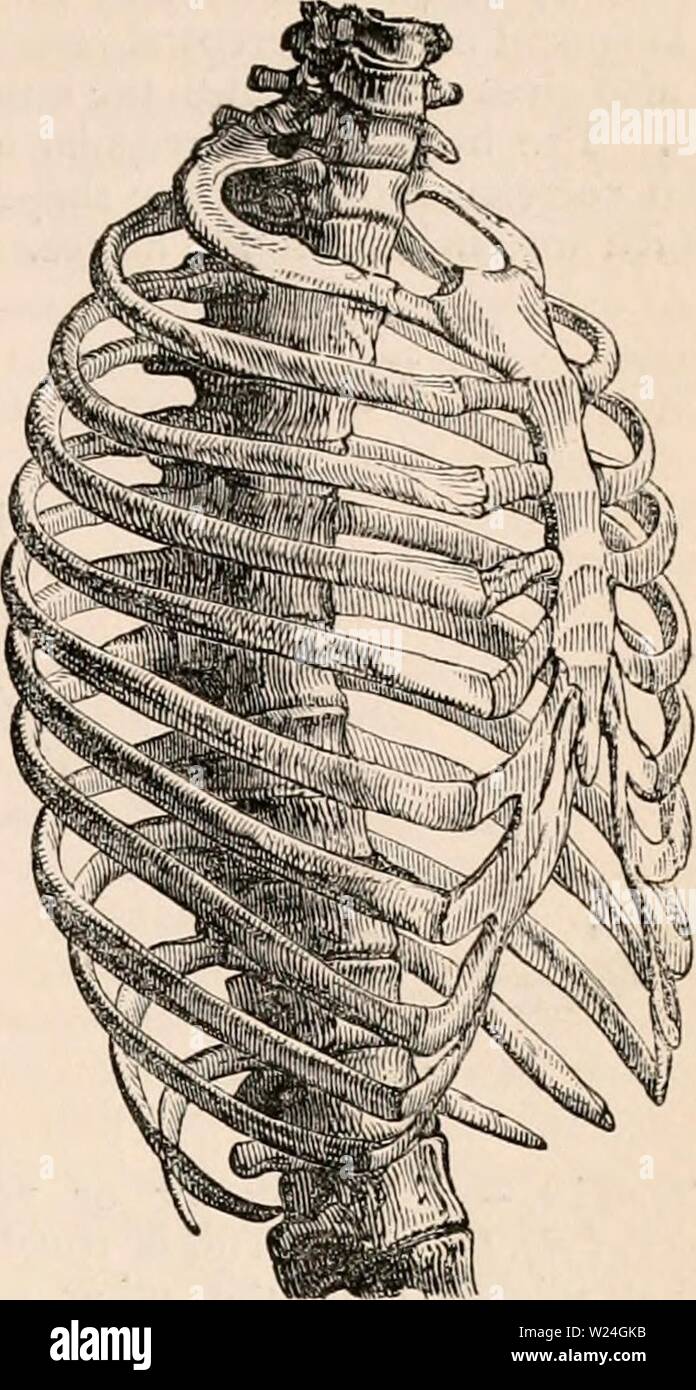 Pelvic Girdle, Long Bones of Leg and Sternum | Art UK