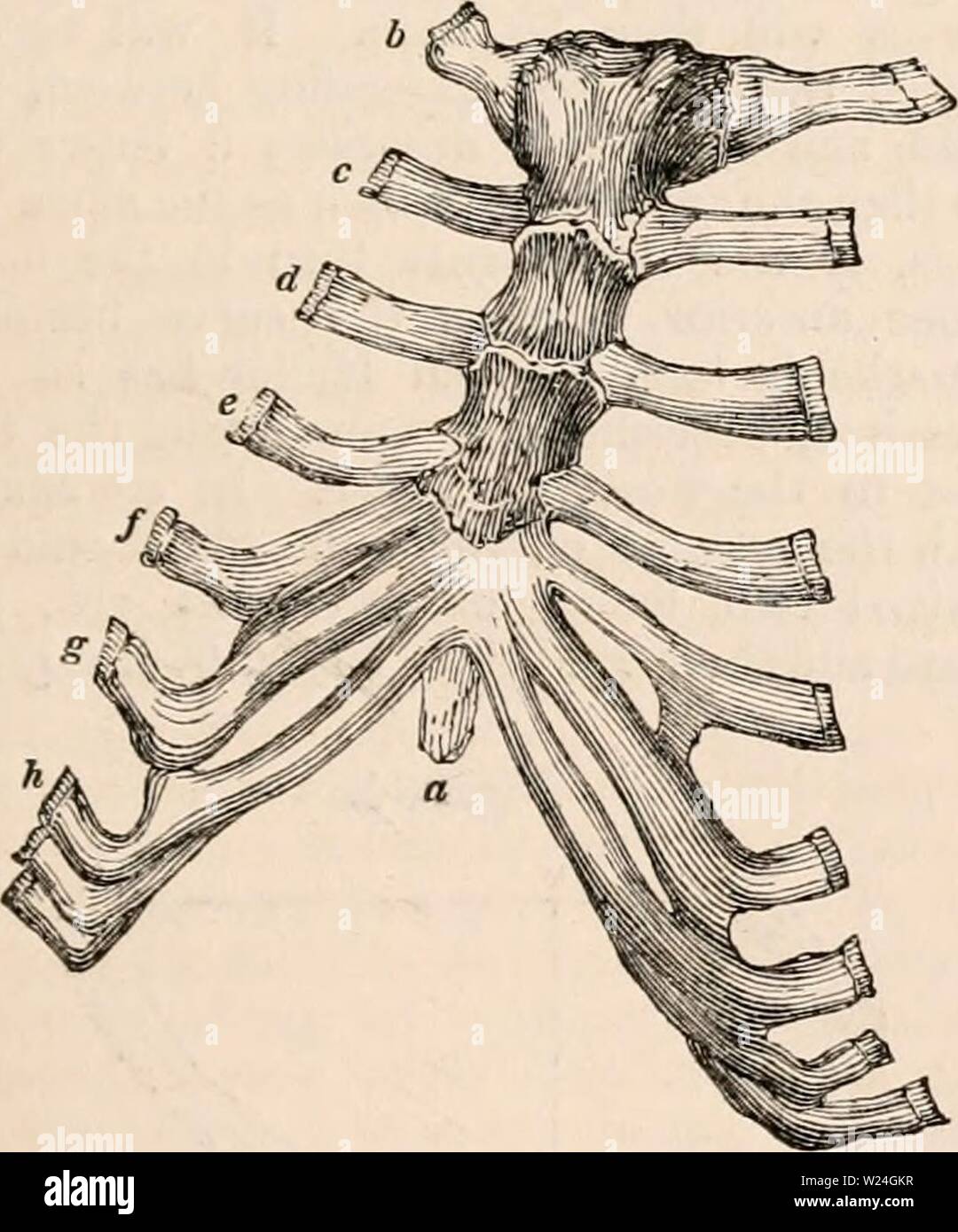 Archive image from page 240 of The cyclopædia of anatomy and. The cyclopædia of anatomy and physiology  cyclopdiaofana0402todd Year: 1849  THORAX. 1025 of a pair of cervical or lumbar ribs: in this case the supernumerary ribs are formed from the anterior parts of the transverse processes of either the seventh cervical or first lumbar vertebra ; which affords a strong proof of the analogy existing between a transverse process and a rib. Sometimes the usual number is diminished to 22 : this is more rarely the case. When this occurs, we sometimes find two adjacent ribs united throughout their ent Stock Photo