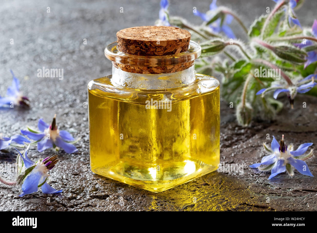 A bottle of borage oil with fresh plant on a dark background Stock Photo