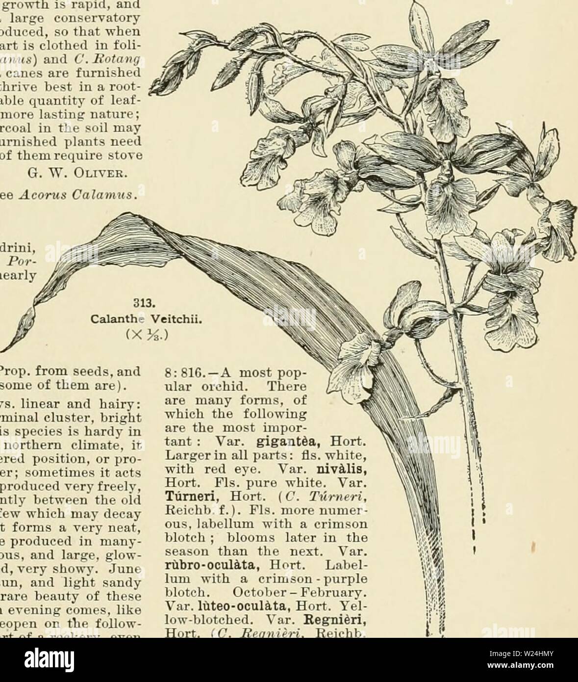 Archive image from page 244 of Cyclopedia of American horticulture, comprising. Cyclopedia of American horticulture, comprising suggestions for cultivation of horticultural plants, descriptions of the species of fruits, vegetables, flowers, and ornamental plants sold in the United States and Canada, together with geographical and biographical sketches  cyclopediaofam01bail Year: 1900  CALAMOVILFA apparently limited to the sandy swamps and pine bar- rens of New Jersey. Now in cultivation as an orna- nK-utal grass. p. B. Kennedy. CALAMPfiLlS is Eccremocat-pus. CALAMUS (Greek tor reed). PalmUcew, Stock Photo