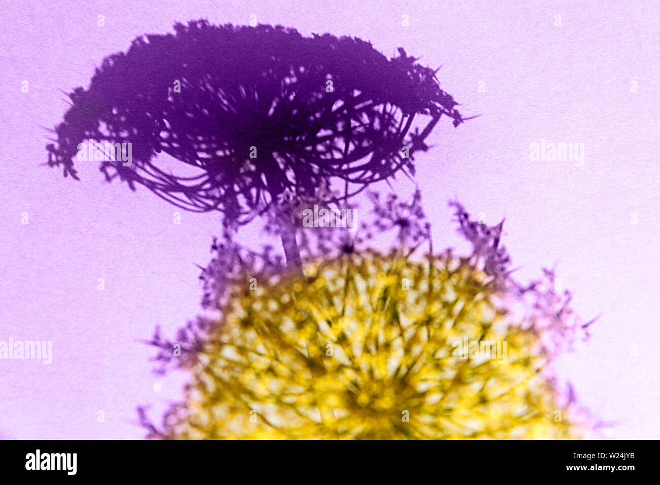 Pasley garden hi-res stock photography and images - Alamy