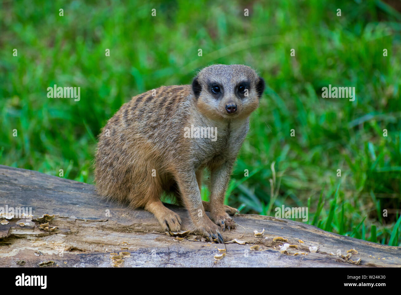 A captive meerkat watching warily inside zoo enclosure. Stock Photo