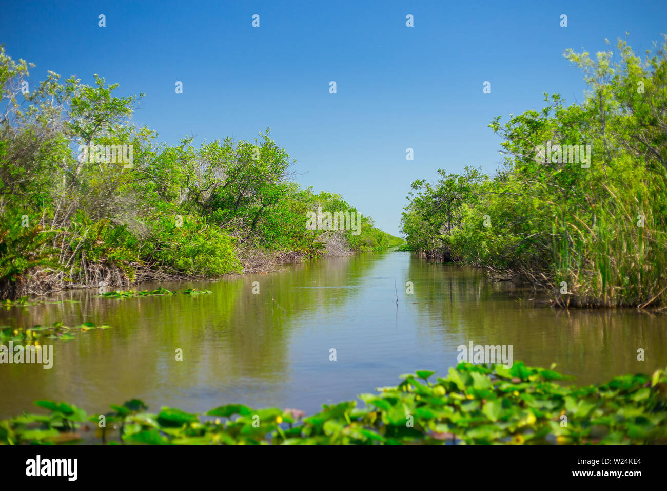 Everglades National Park. Swamps of Florida. Big Cypress National ...