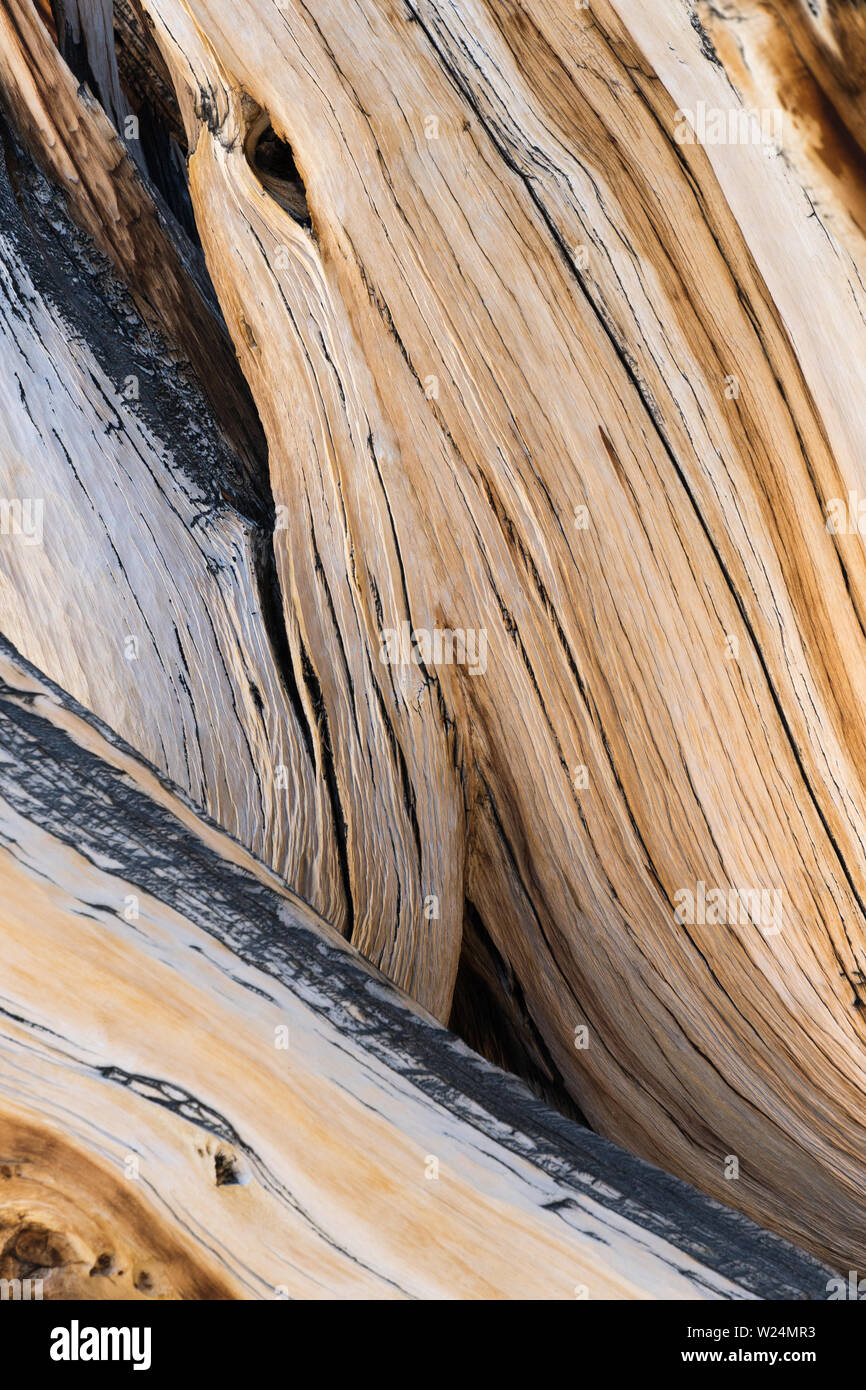 Detail view of Bristlecone Pine wood (pinus longaeva), White Mountains, California. Stock Photo