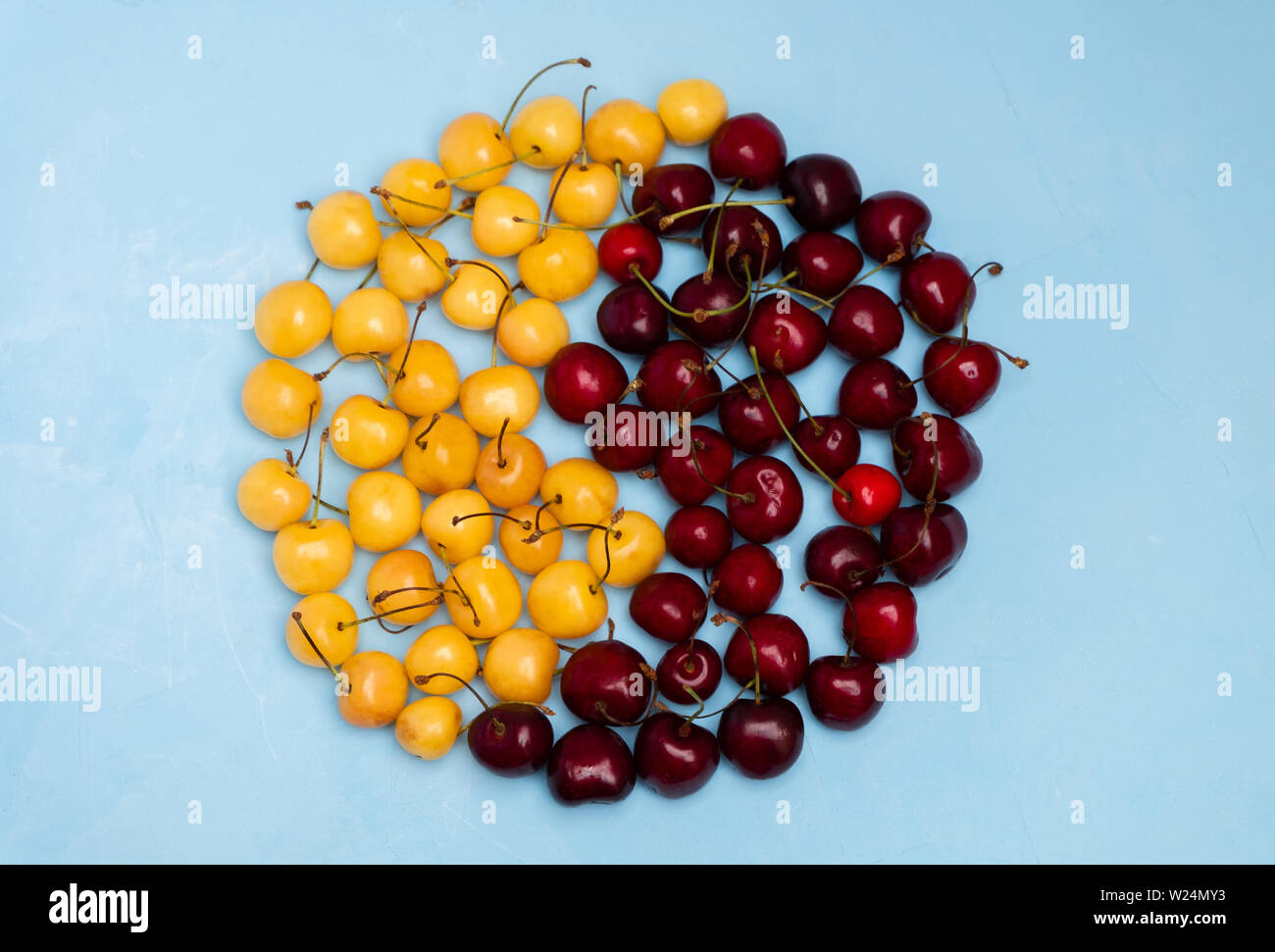 Berries of red and white cherry scattered on blue background