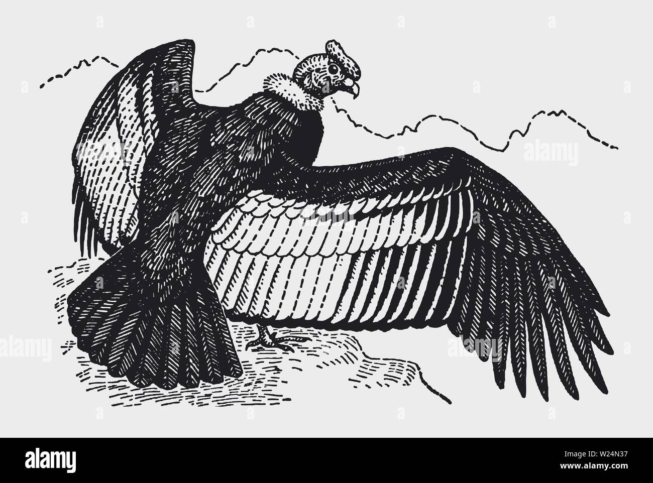 Andean condor (vultur gryphus) sitting on a rock and spreading its wings. Illustration after a historic engraving from the early 20th century Stock Vector