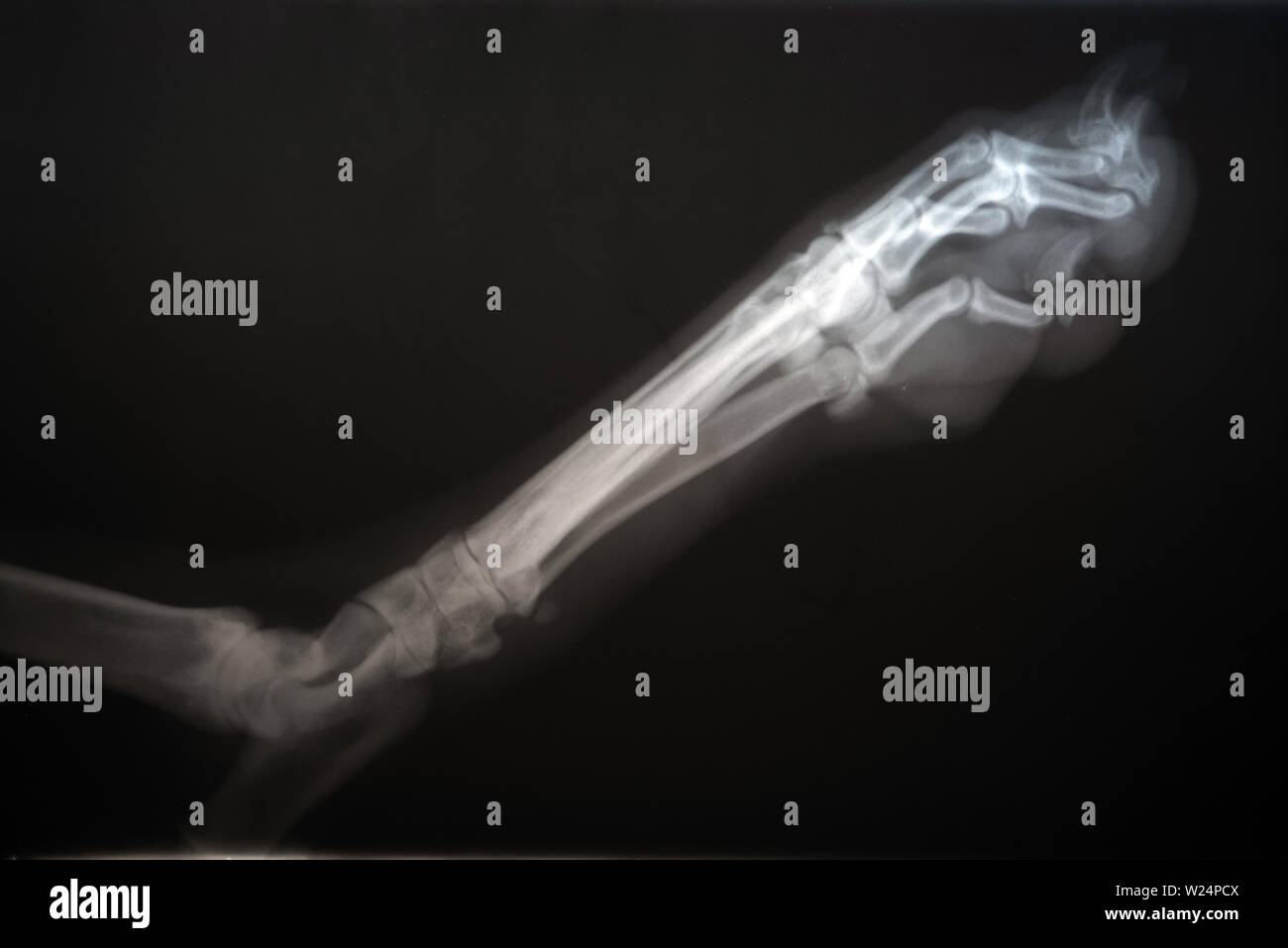 how much is a xray on a dogs leg