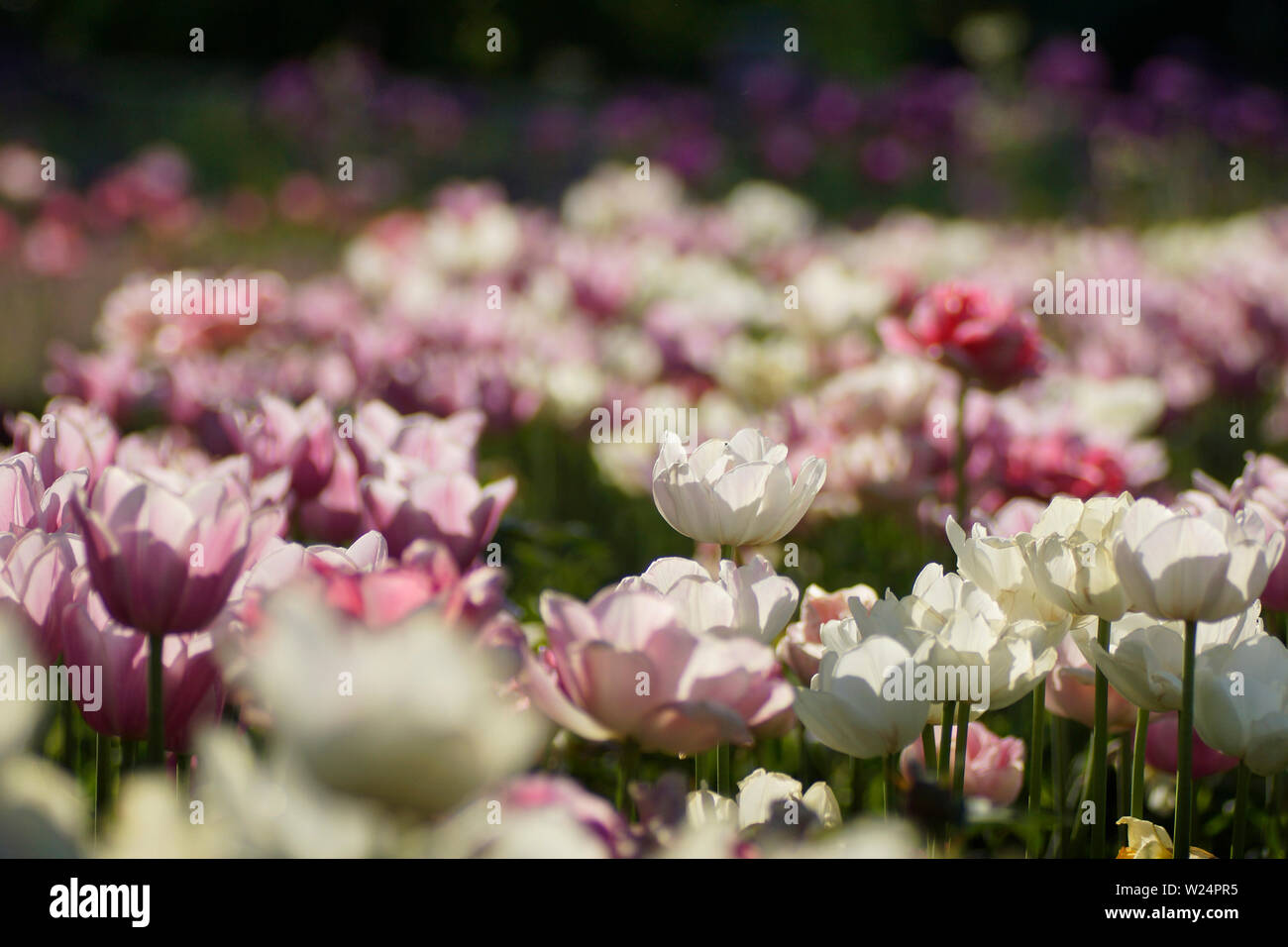 Blumenbeet mit weißen und rosa Tulpen Stock Photo