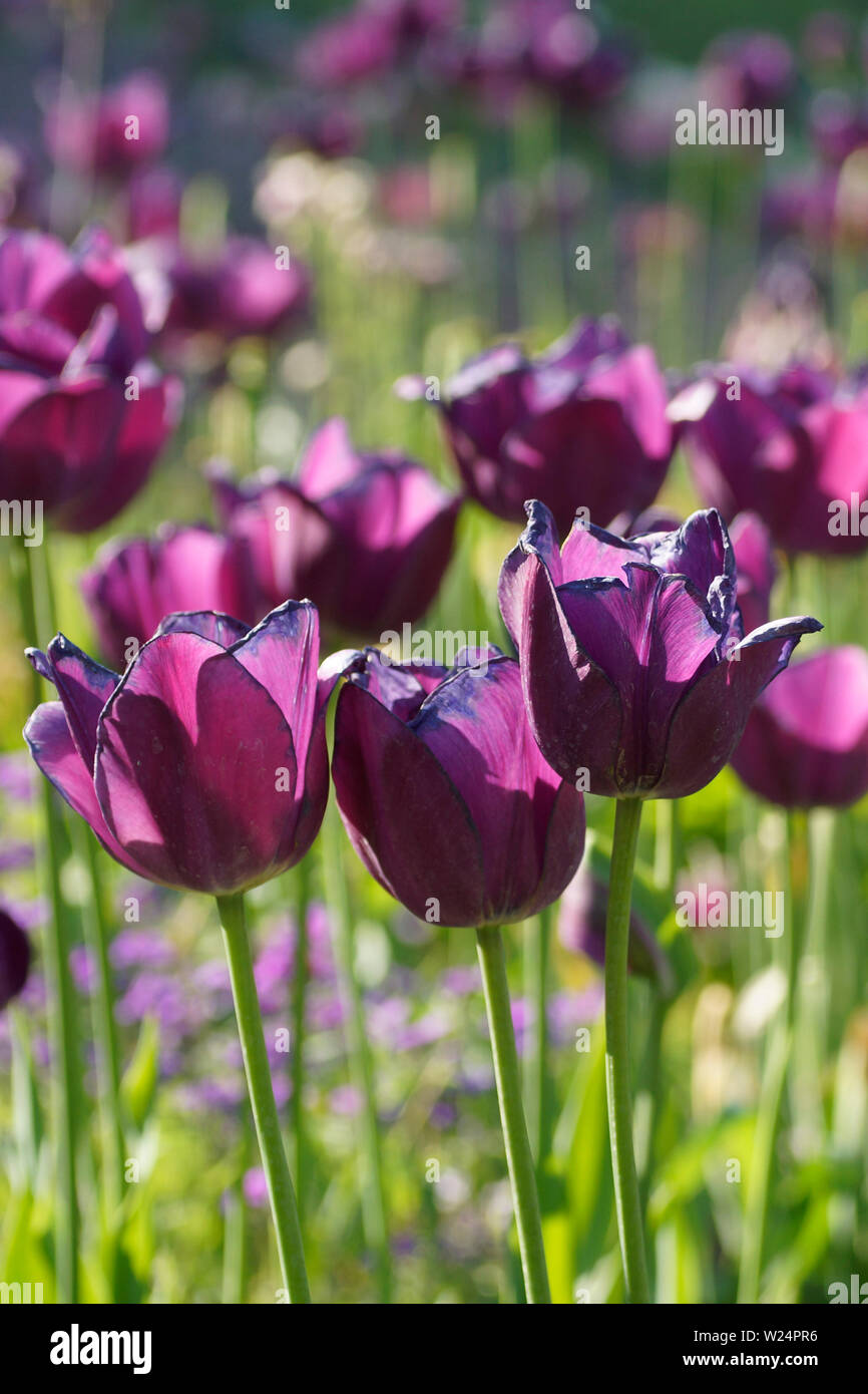violette Tulpen Stock Photo