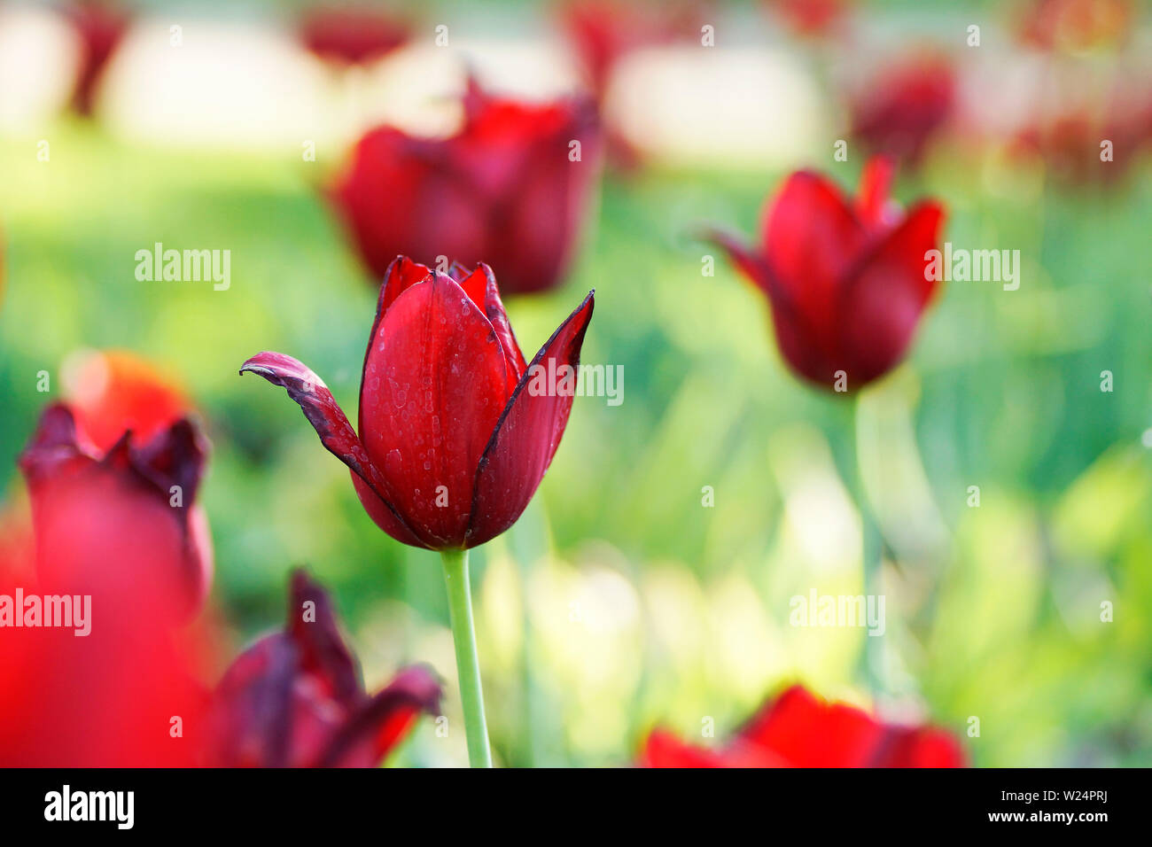 rote Tulpen Stock Photo