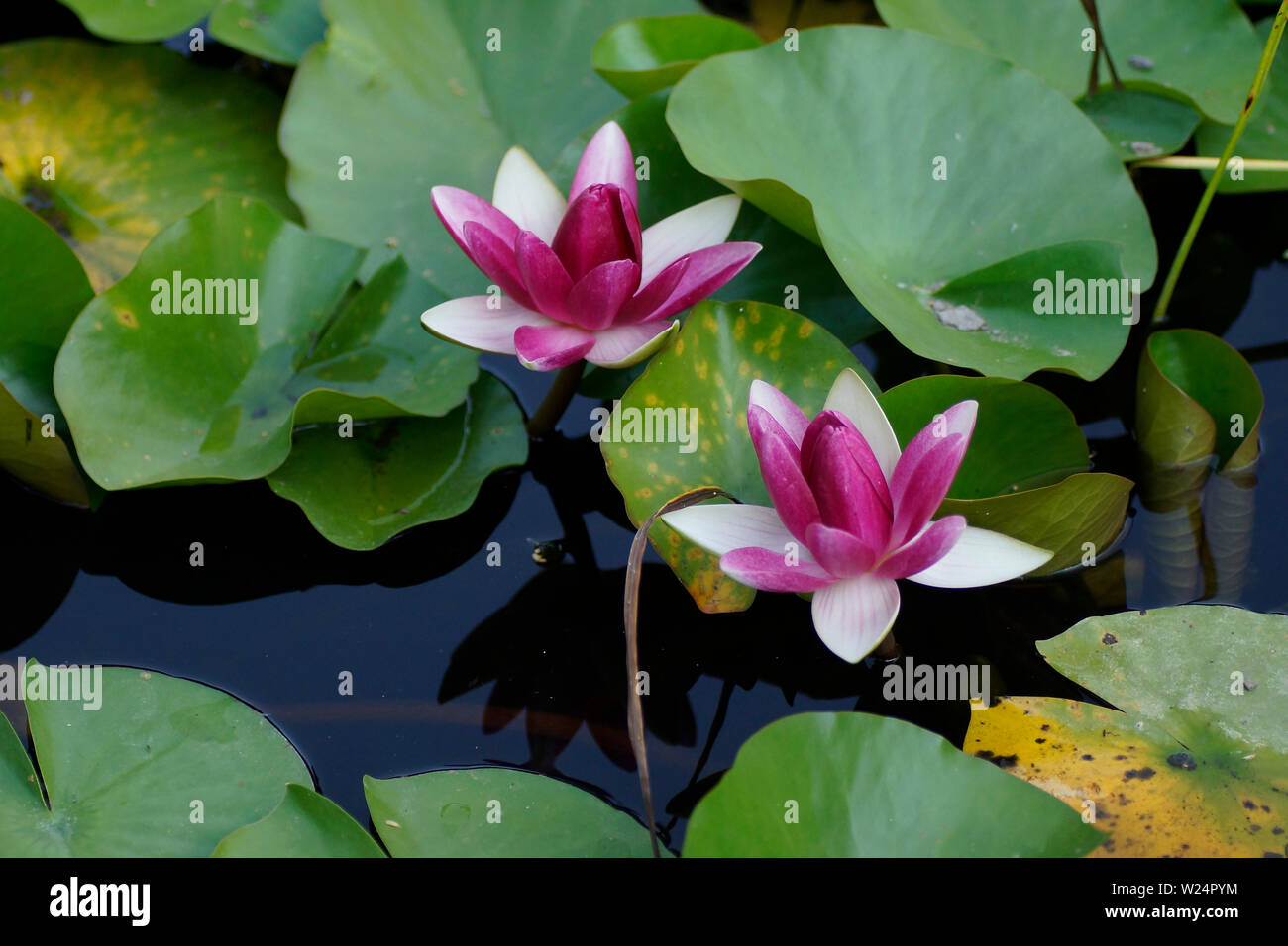 Seerosen Blute Stock Photos Seerosen Blute Stock Images Alamy