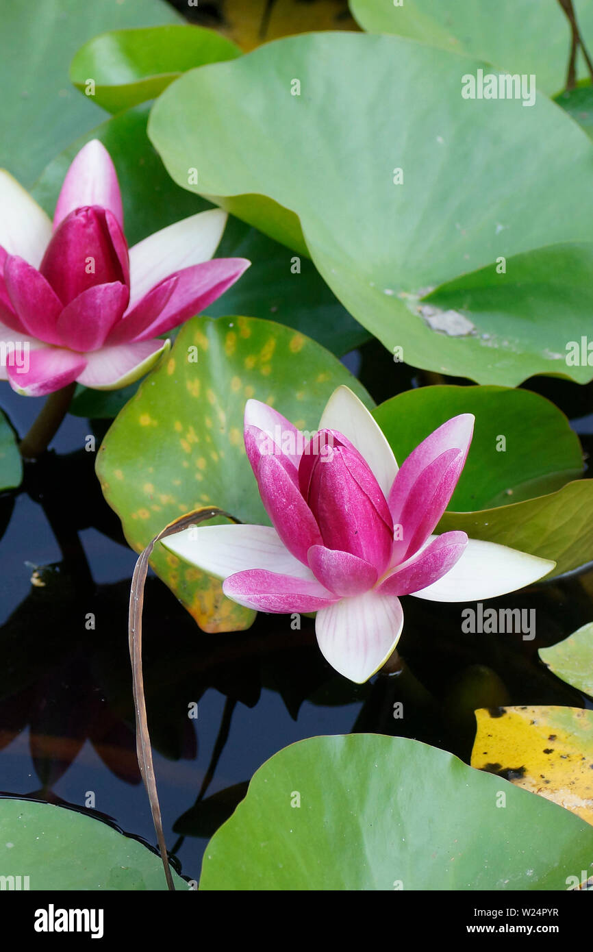 Seerosen Blute Stock Photos Seerosen Blute Stock Images Alamy