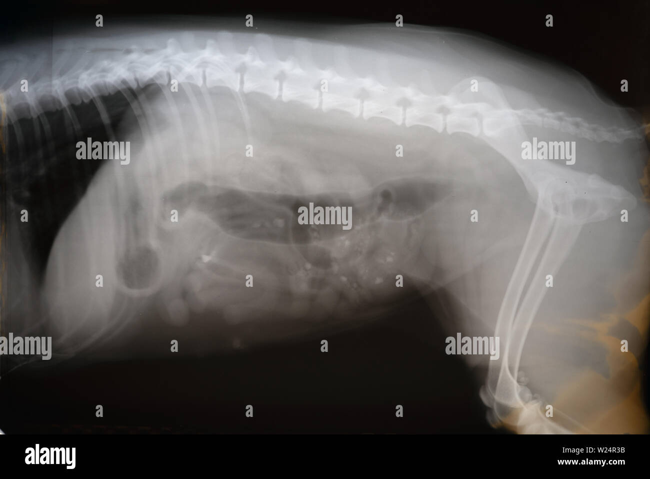 X-ray film of dog lateral view. Veterinary medicine, veterinary anatomy Concept . Stock Photo